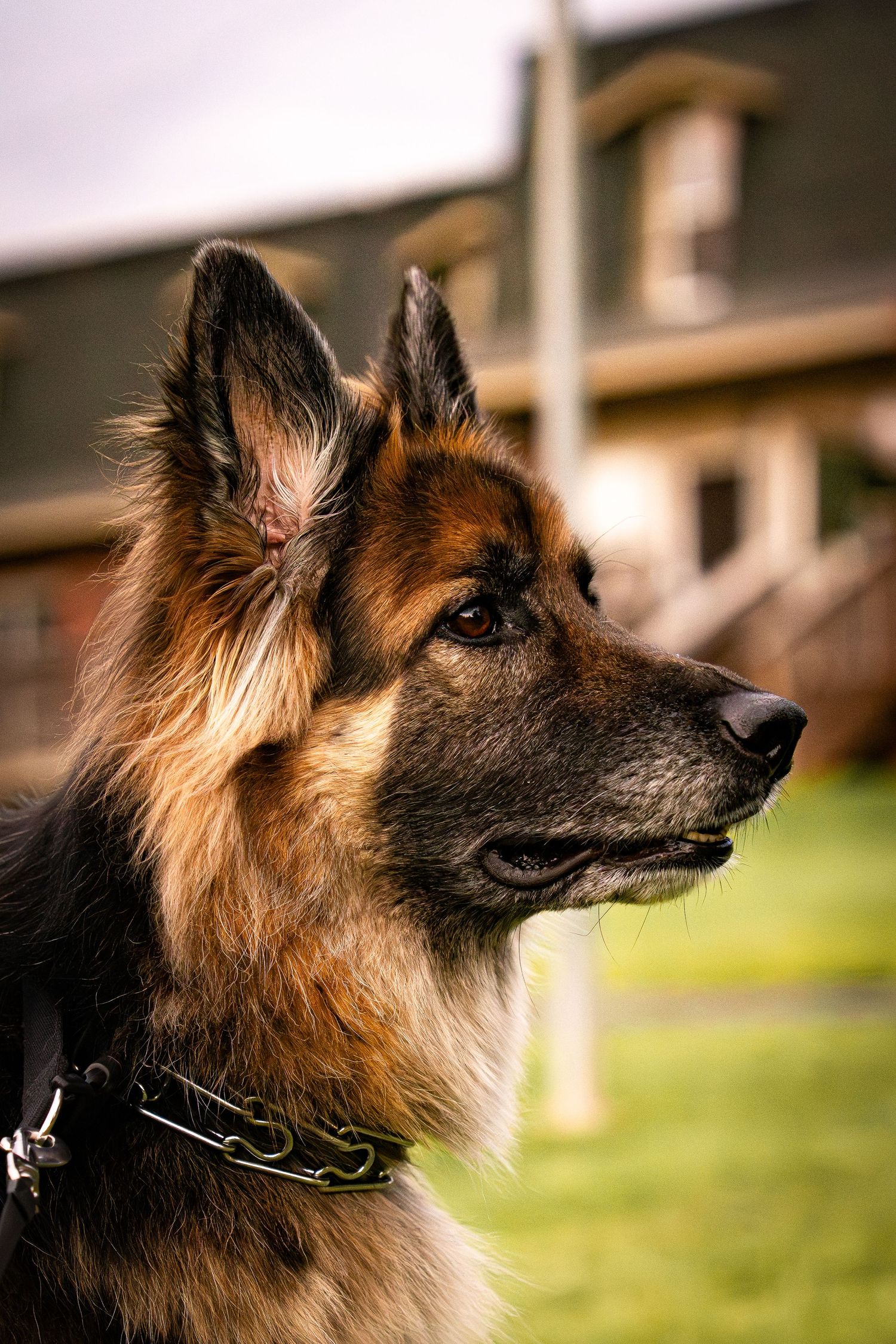 Close-up profile portrait of an alert German Shepherd dog wearing a chain collar with a house in the background.