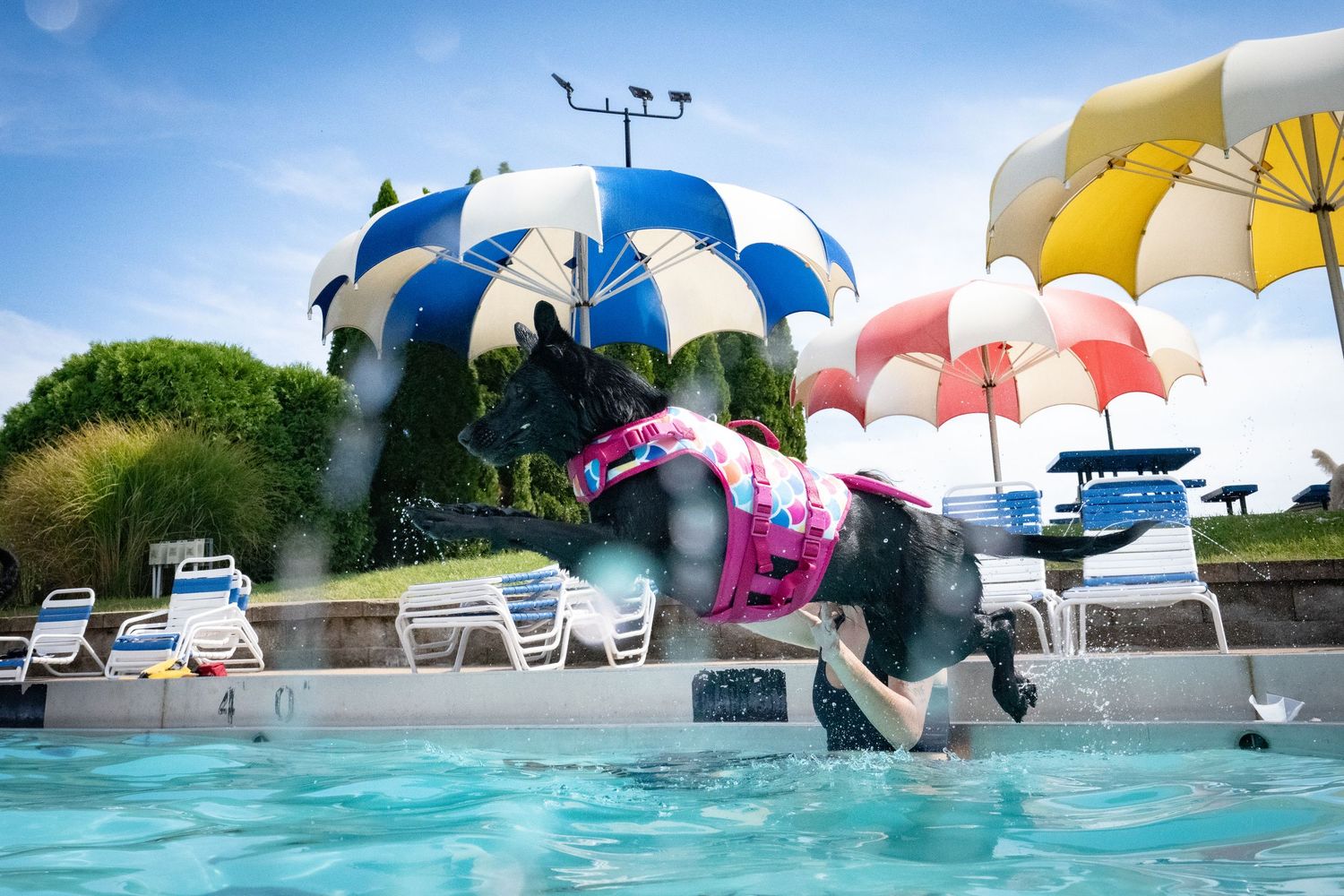 A dog wearing a pink life vest leaps into a colorful water park pool surrounded by vibrant umbrella decorations.