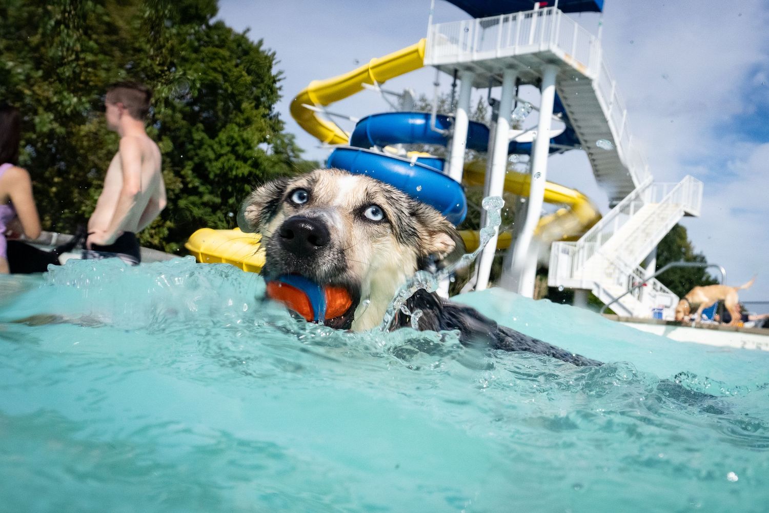 Husky dog swimming in a pool with a yellow water slide in the background at a dog swim event.