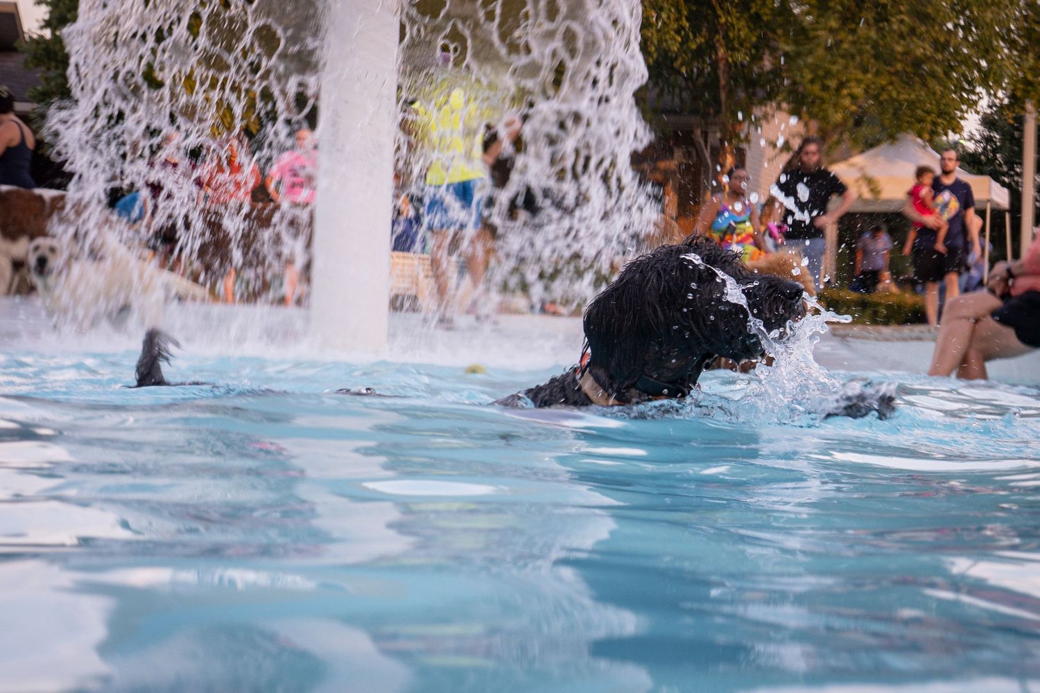 A black dog swimming through splashing water at an outdoor pool or water park attraction.