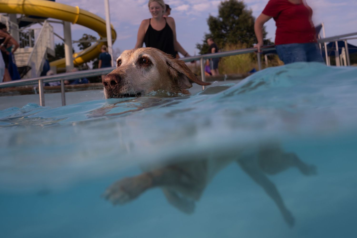 Golden Labrador swimming in a pool with people watching from the poolside.