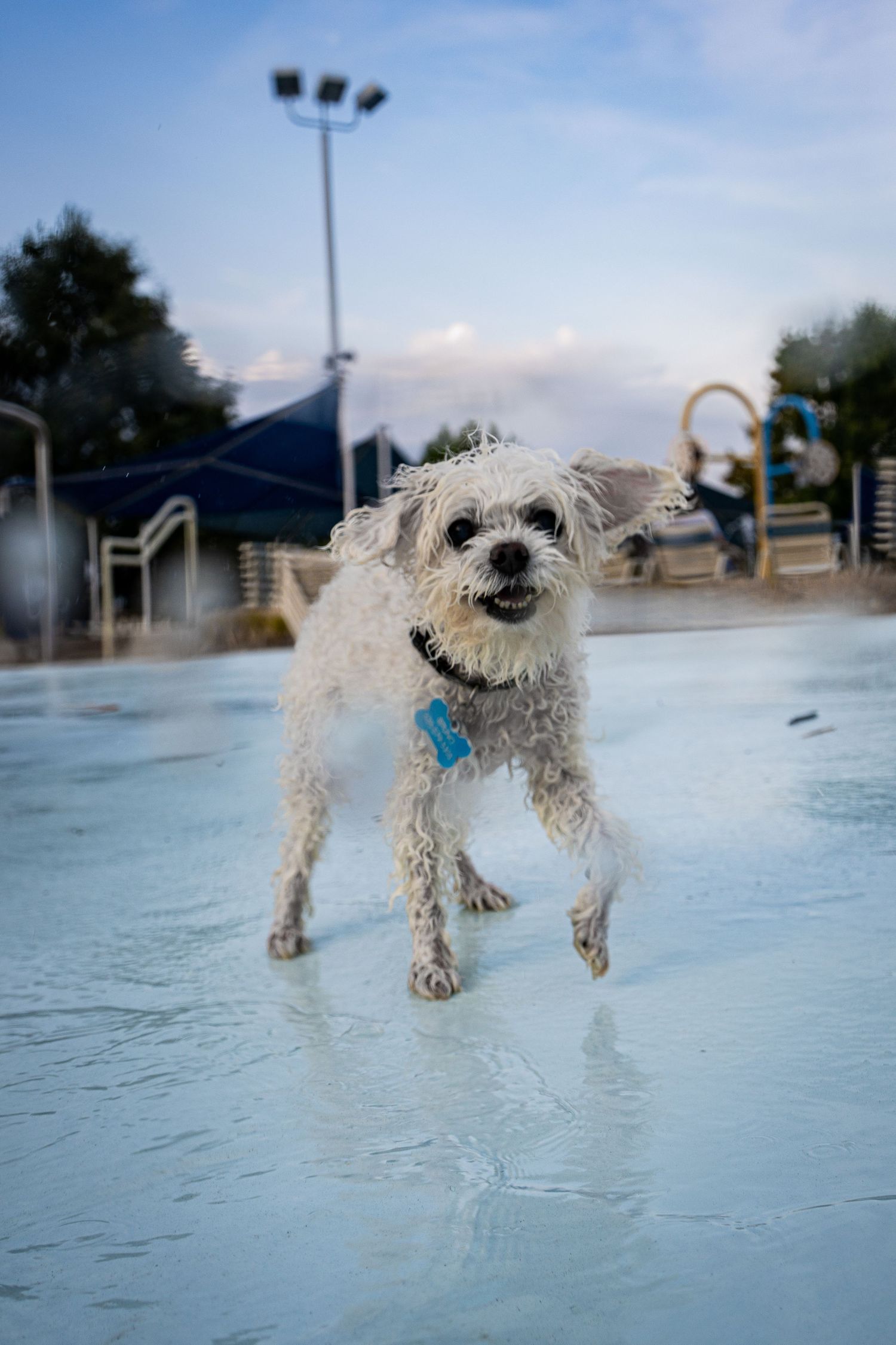 Wet white Maltese dog playing at an outdoor splash pad water park wearing a blue collar tag.