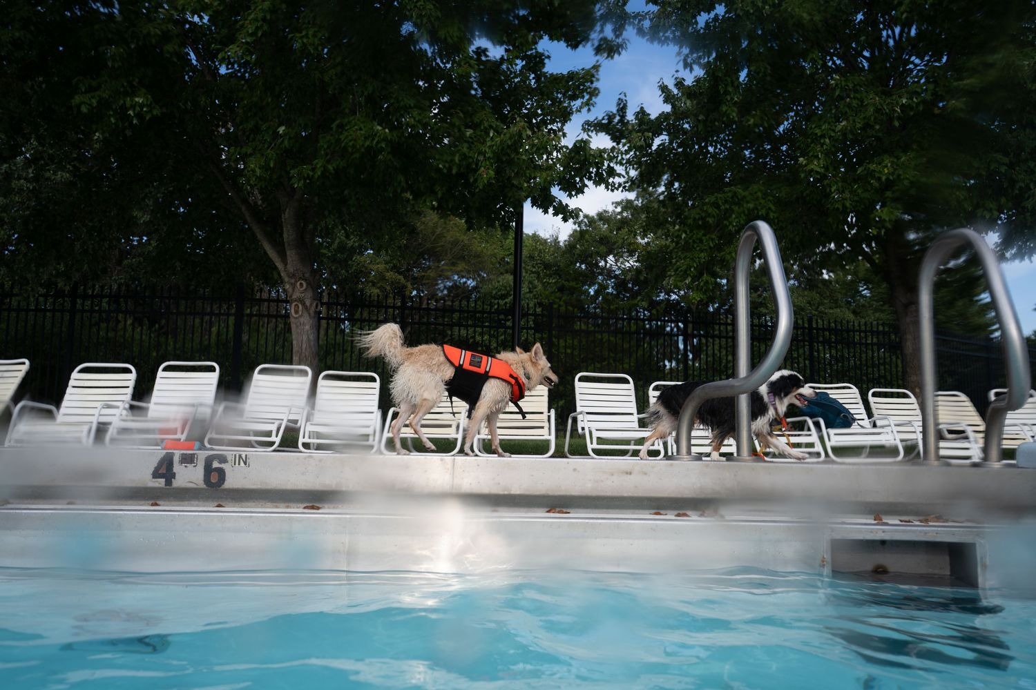 Dog wearing an orange life vest near a swimming pool surrounded by lounge chairs and trees.