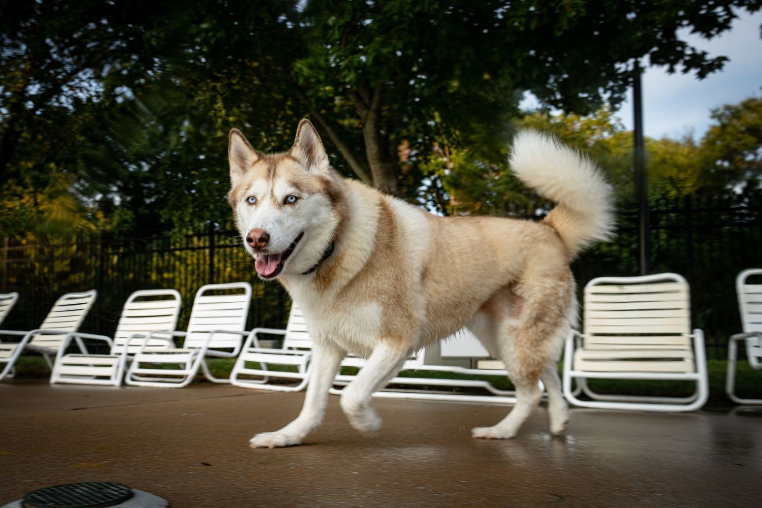 A happy Siberian Husky dog standing by a poolside with white lounge chairs and green trees in background.
