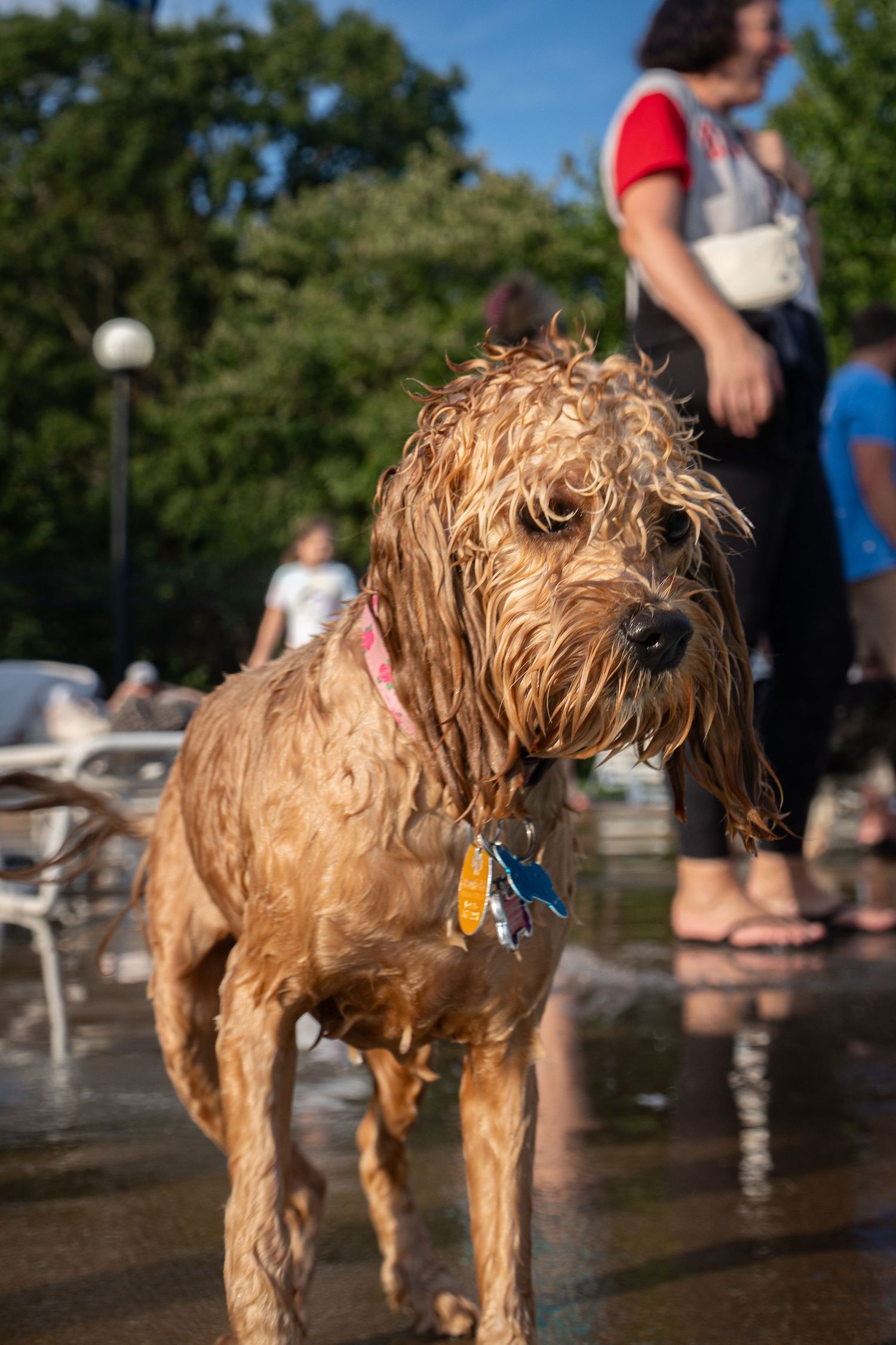 Wet golden Labradoodle dog with colorful collar standing in water at an outdoor park on a sunny day.