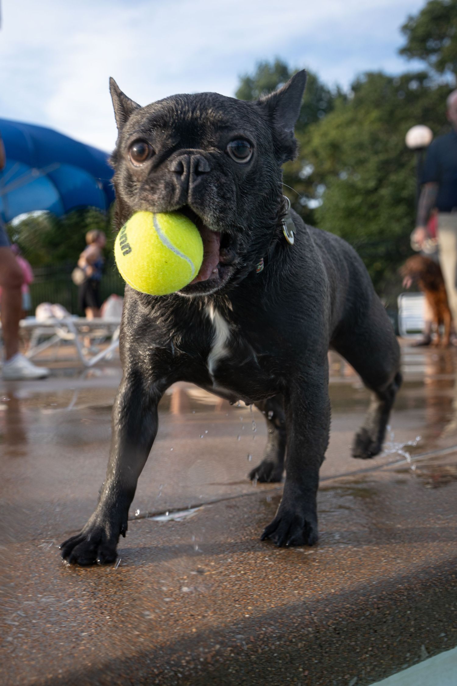 Wet black French Bulldog carrying a tennis ball in its mouth near a pool.