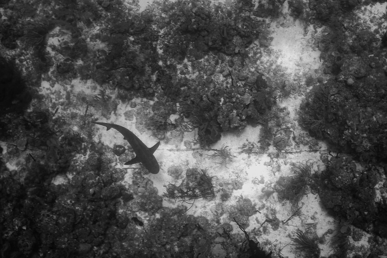 Black and white underwater photo of a shark swimming over a rocky coral reef seabed.