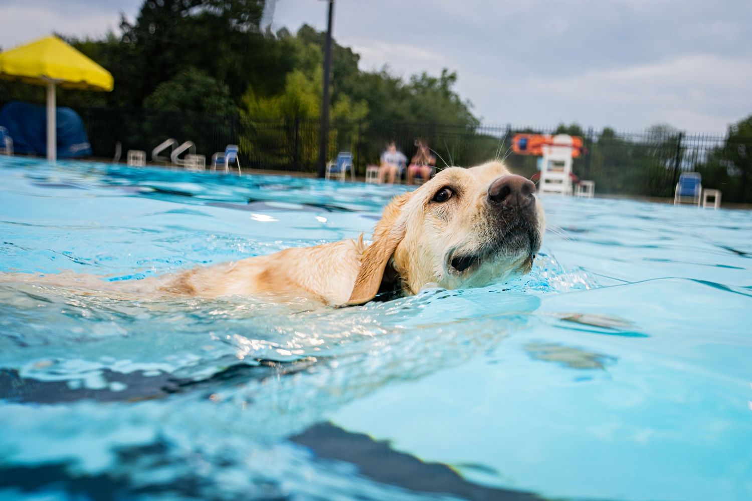 A yellow Labrador retriever swimming in a bright blue outdoor pool on a cloudy day.