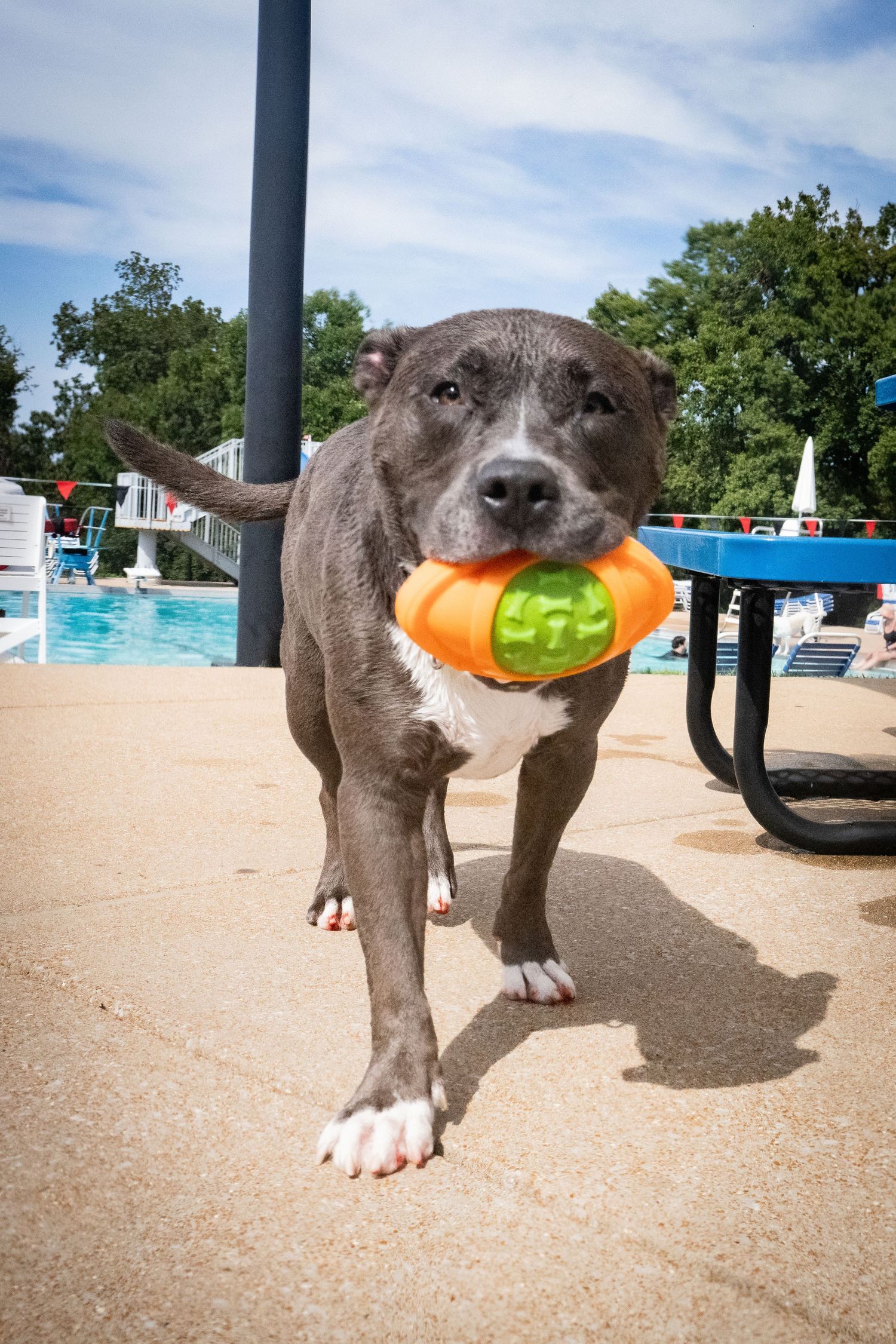 Gray and white pit bull carrying an orange and green toy in its mouth near a swimming pool.
