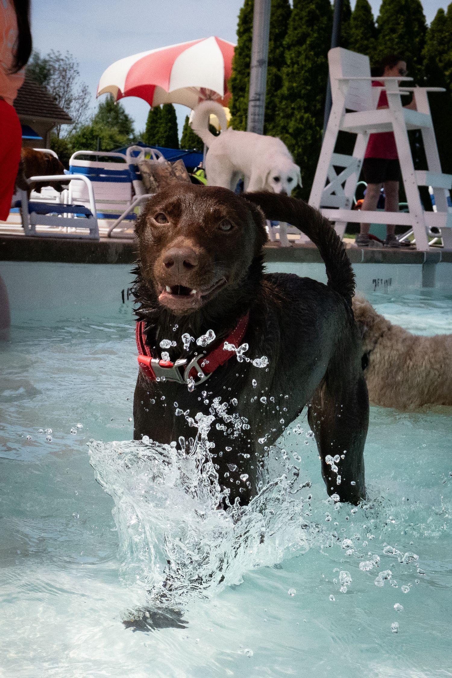 Wet chocolate Labrador with red harness splashing through a pool with a white dog visible on a lifeguard chair behind.