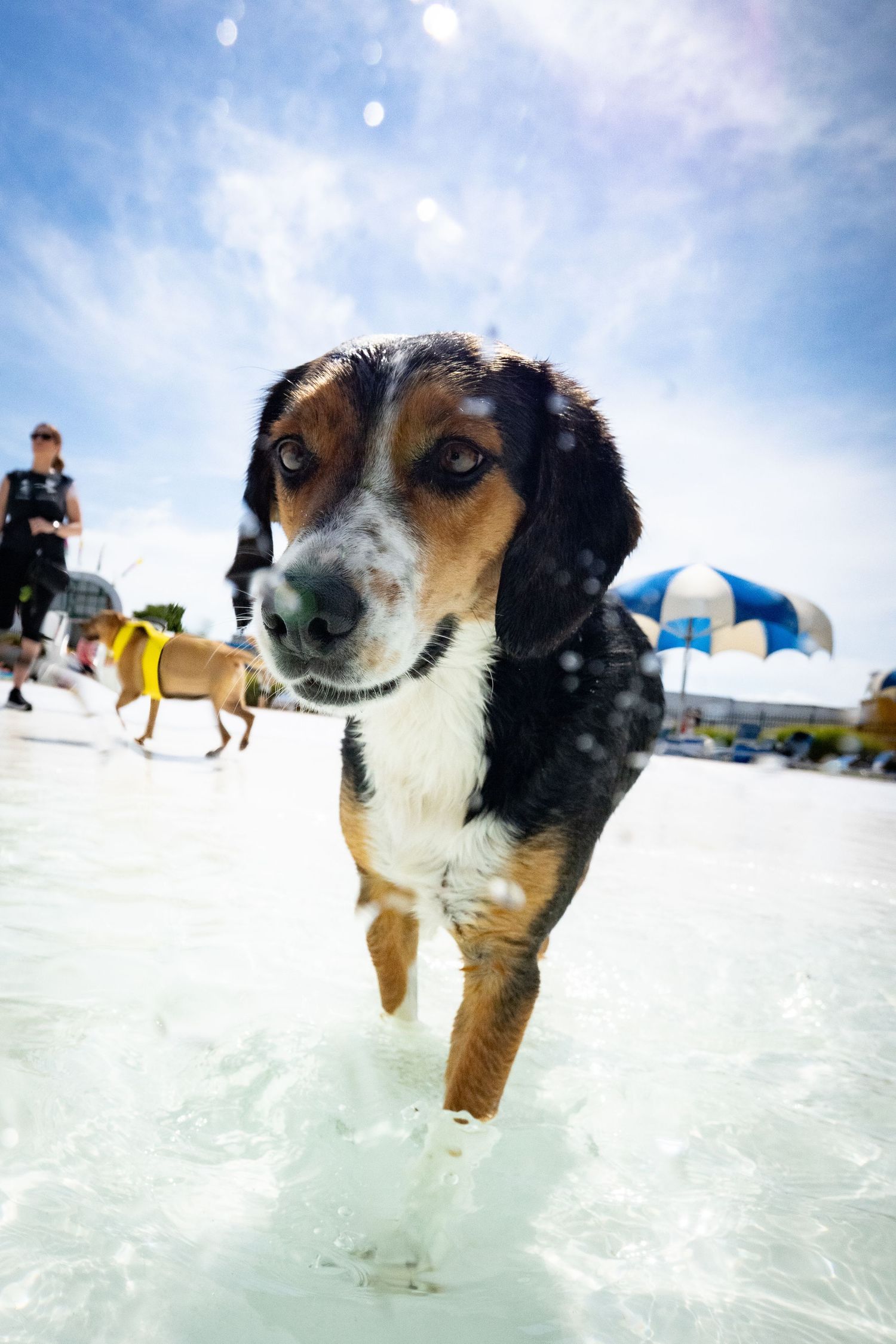 Close-up of a wet Beagle mix walking through shallow pool water on a sunny day.