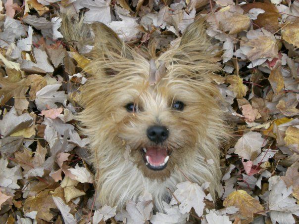 A smiling Cairn Terrier dog nestled in a pile of dry autumn leaves looking up at the camera.