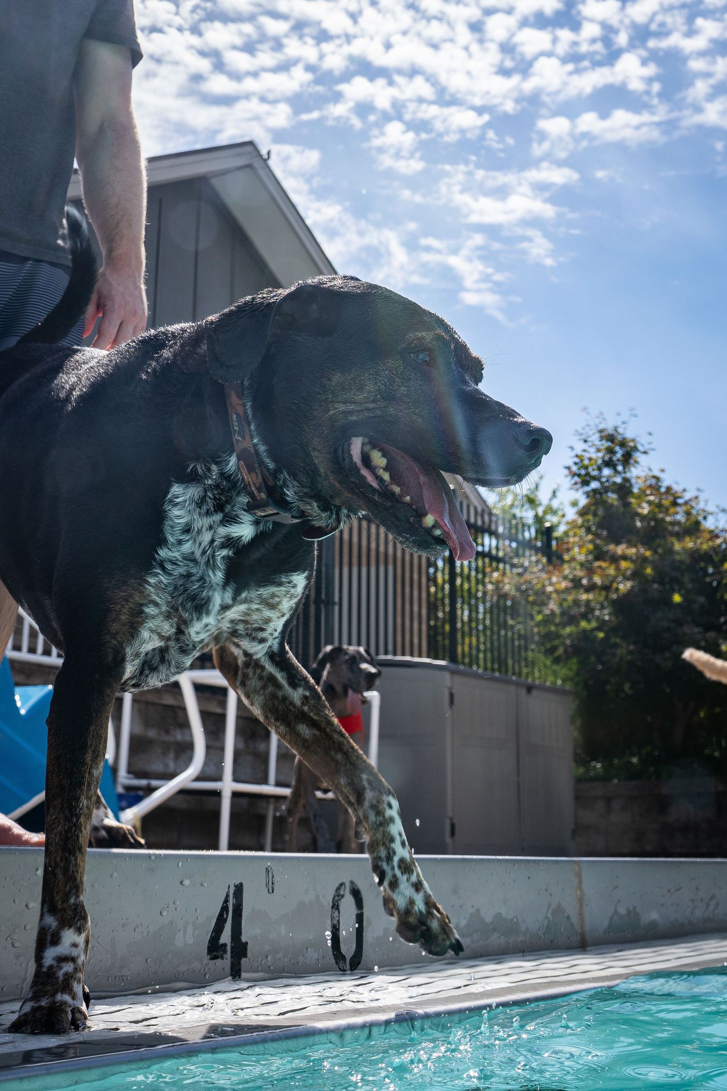 Wet spotted dog climbing out of an outdoor swimming pool assisted by its owner on a sunny day.