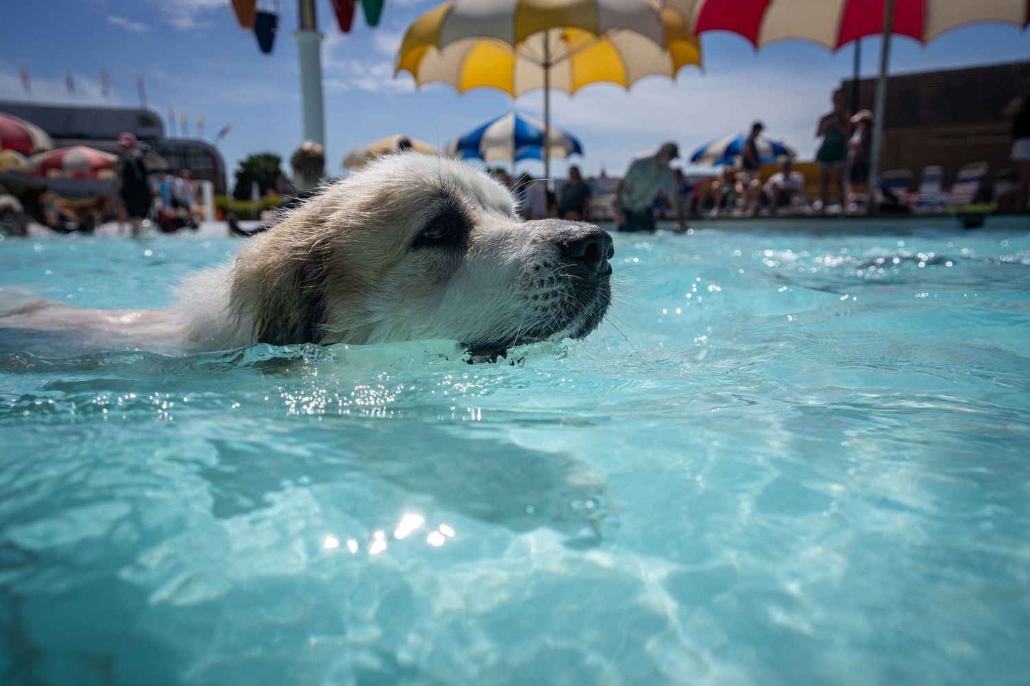 A white dog swimming gracefully in a bright turquoise pool under colorful umbrellas on a sunny day.