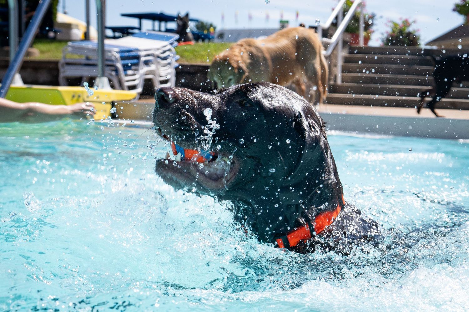 A black Labrador splashes energetically in a blue pool, wearing an orange collar, with a golden dog leaping in the background.