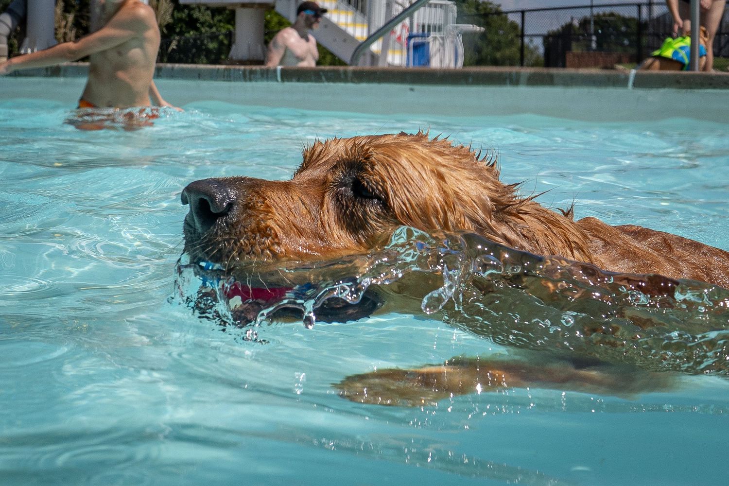 A wet golden retriever dog swimming in a pool with its mouth open, splashing water around it.