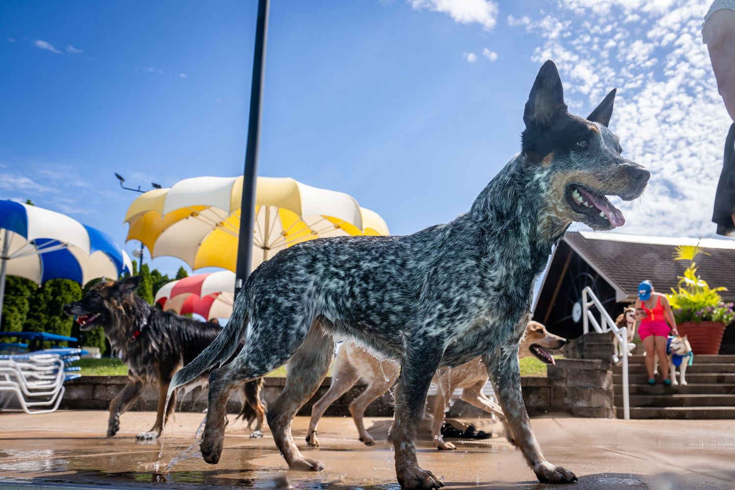 Wet dogs walking near a pool with colorful umbrellas and people in the background on a bright sunny day.