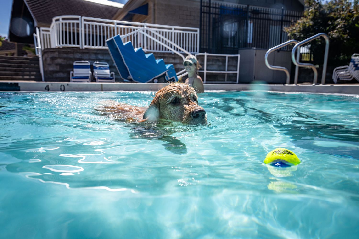Golden retriever swimming toward a tennis ball in a clear blue outdoor pool on a sunny day.