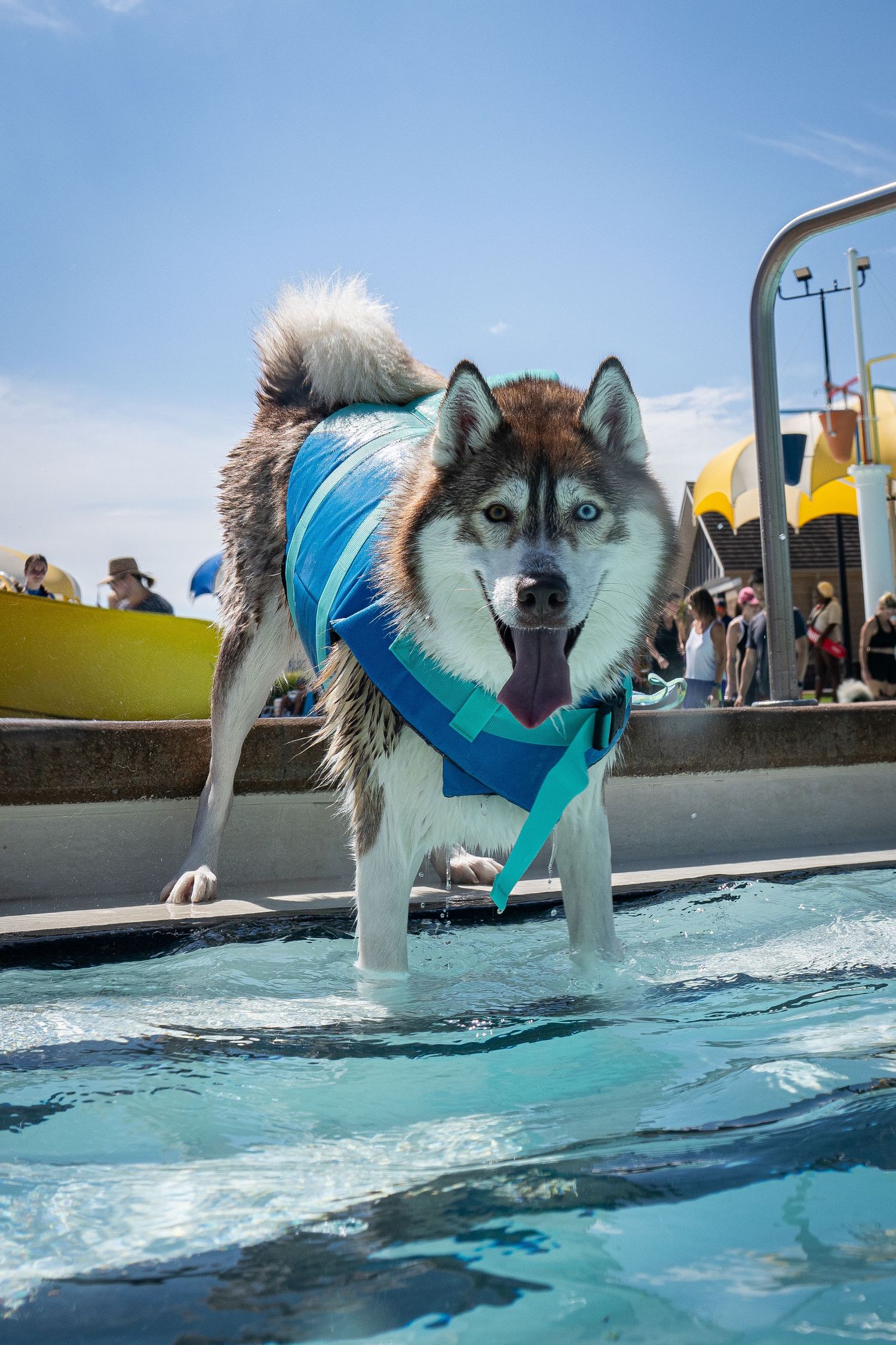 Siberian Husky wearing a blue life jacket standing in shallow pool water with tongue out on a sunny day.