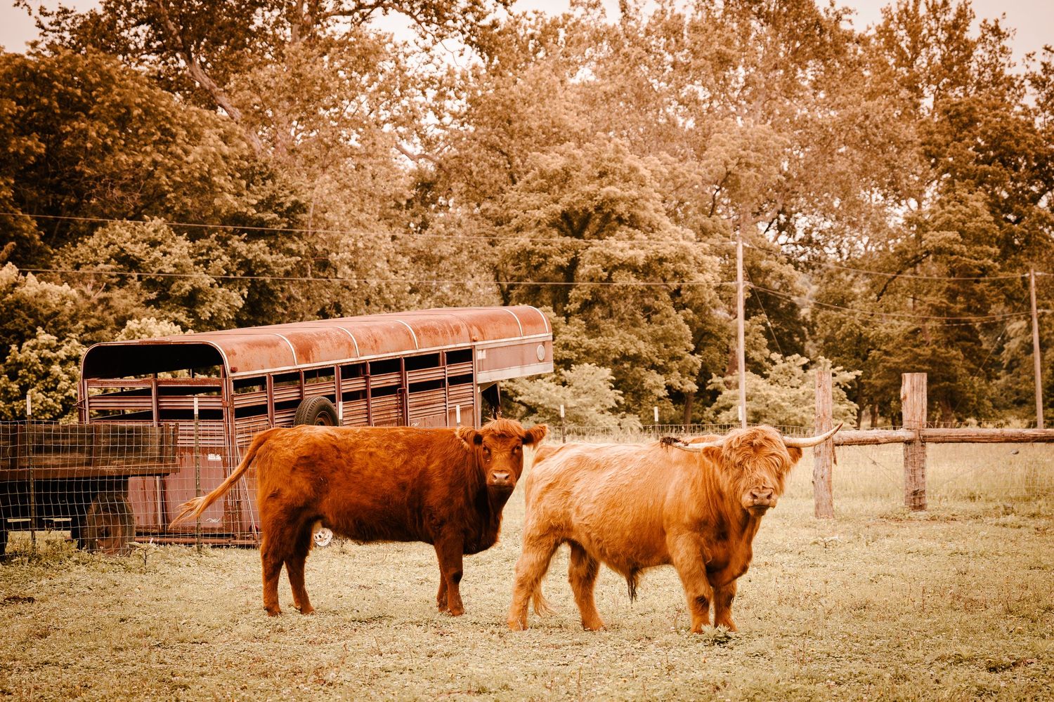 Two fluffy brown Highland cattle grazing in a pasture with a livestock trailer in background.