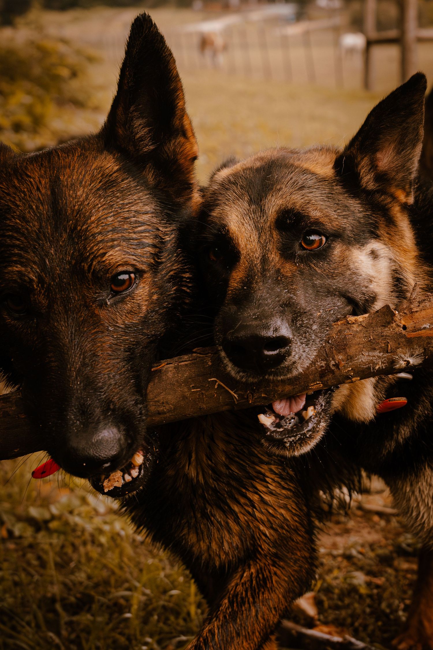 Two German Shepherd dogs playfully share a stick outdoors in a fenced yard.
