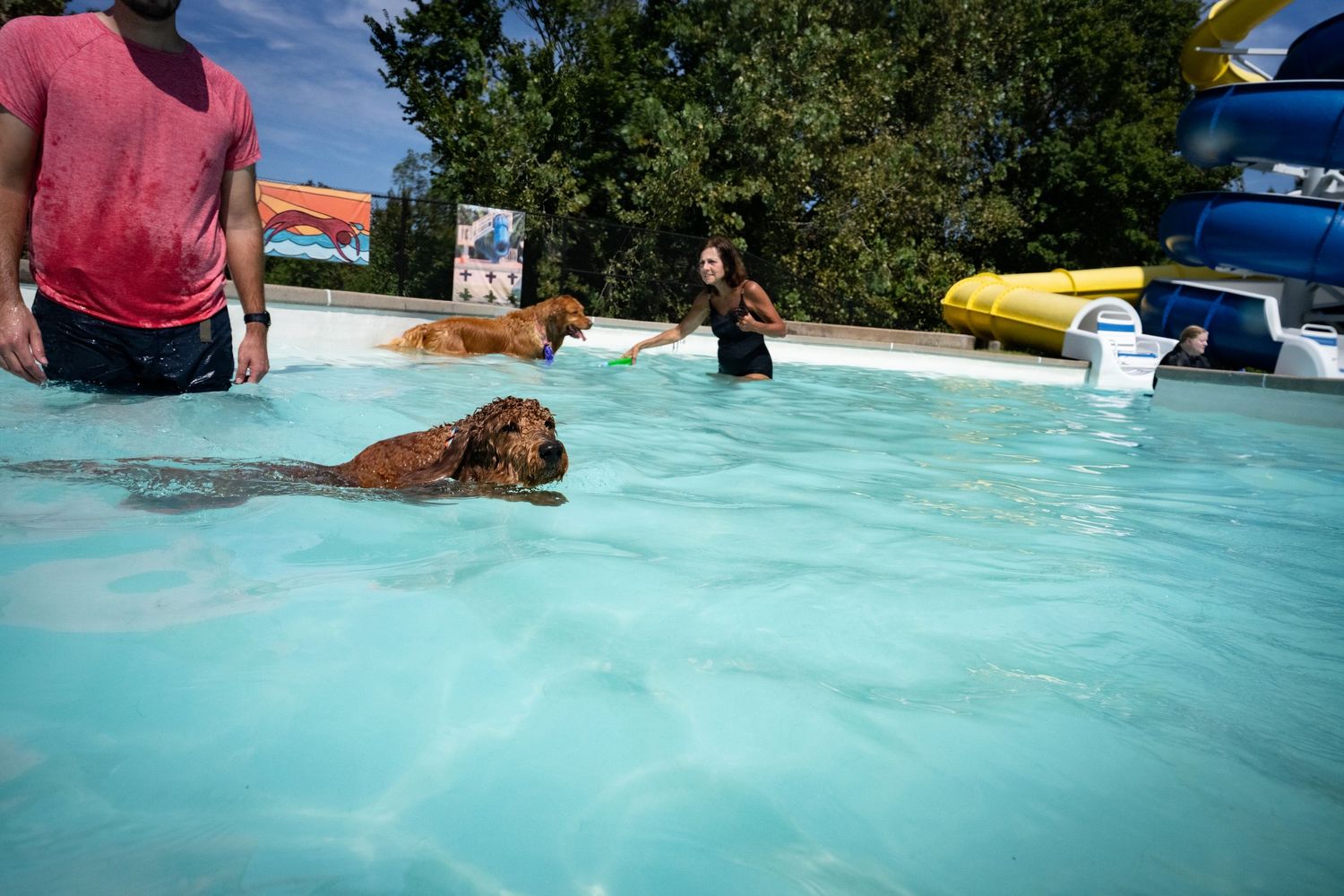 Dogs swimming in a clear blue outdoor pool with their owners nearby on a sunny day.