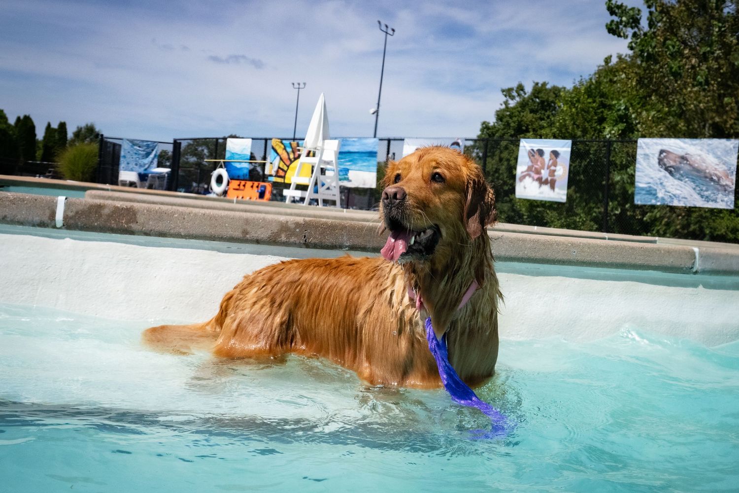 Golden retriever dog playing with a blue toy in an outdoor swimming pool.