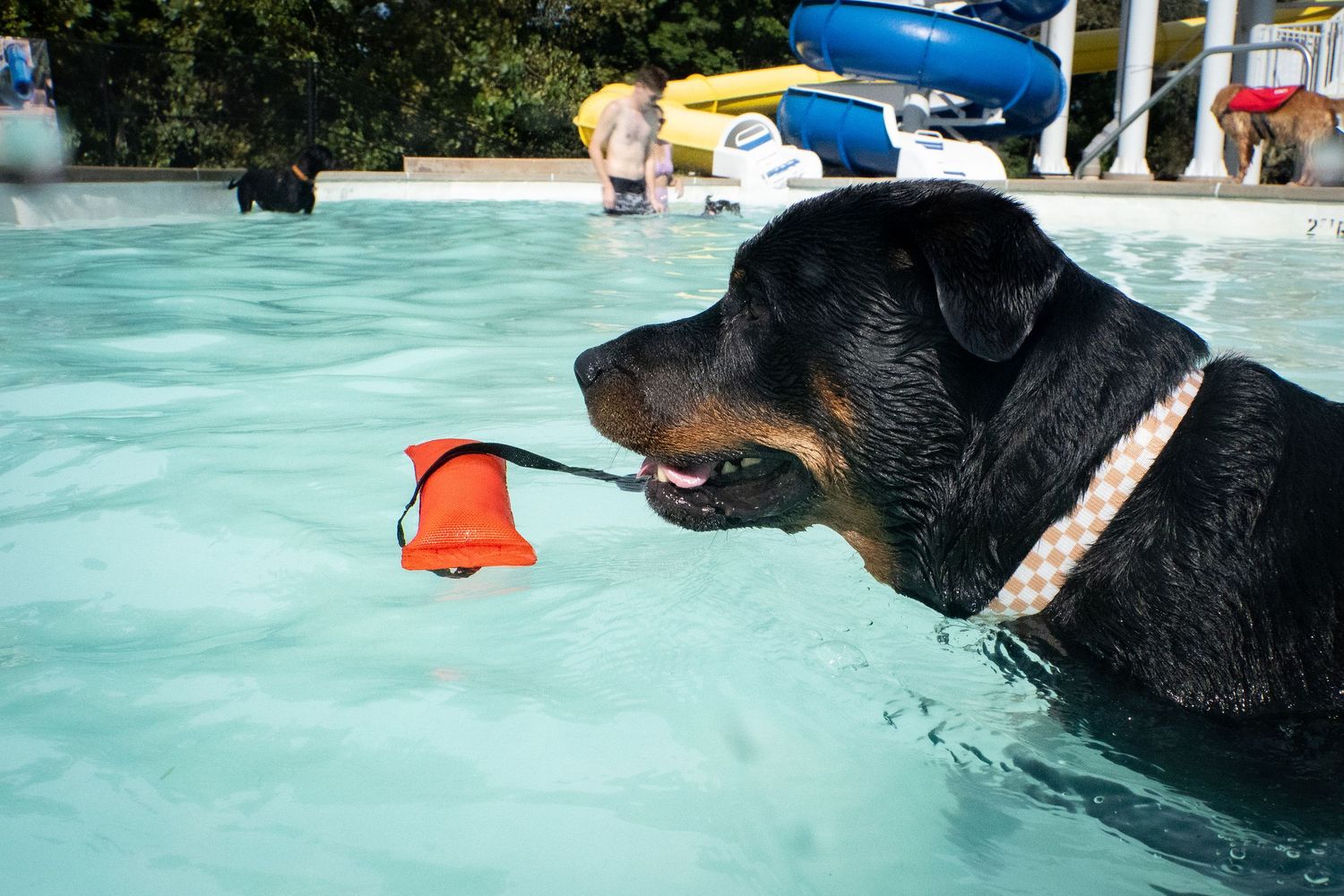 A Rottweiler dog swimming in a pool while carrying an orange toy in its mouth.
