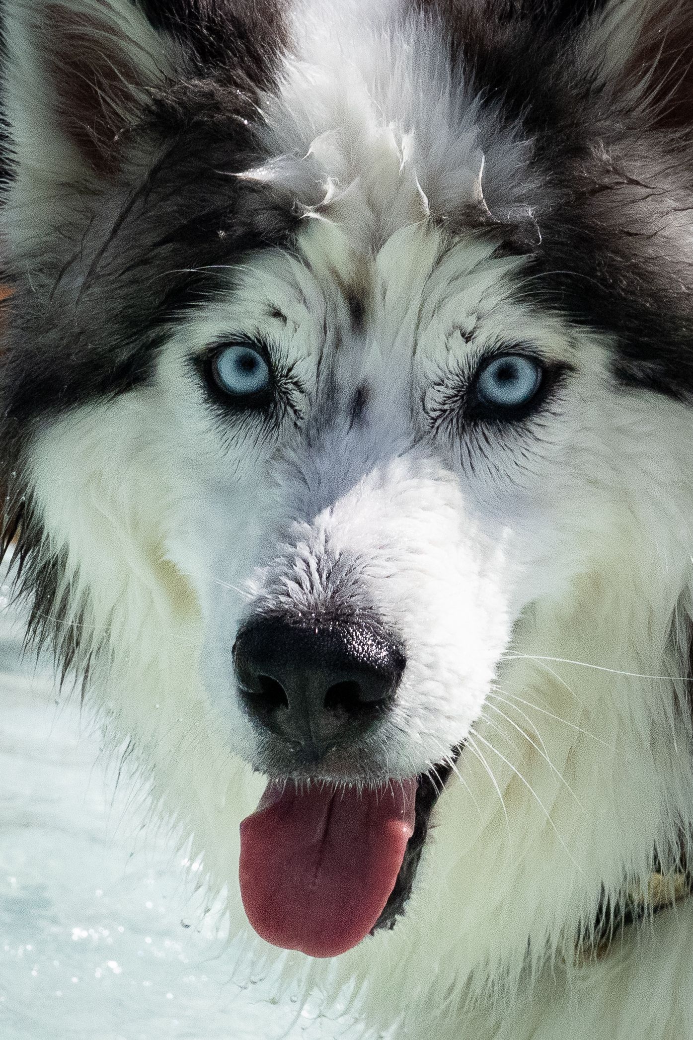 Close-up portrait of a wet Siberian Husky with striking blue eyes and tongue out.