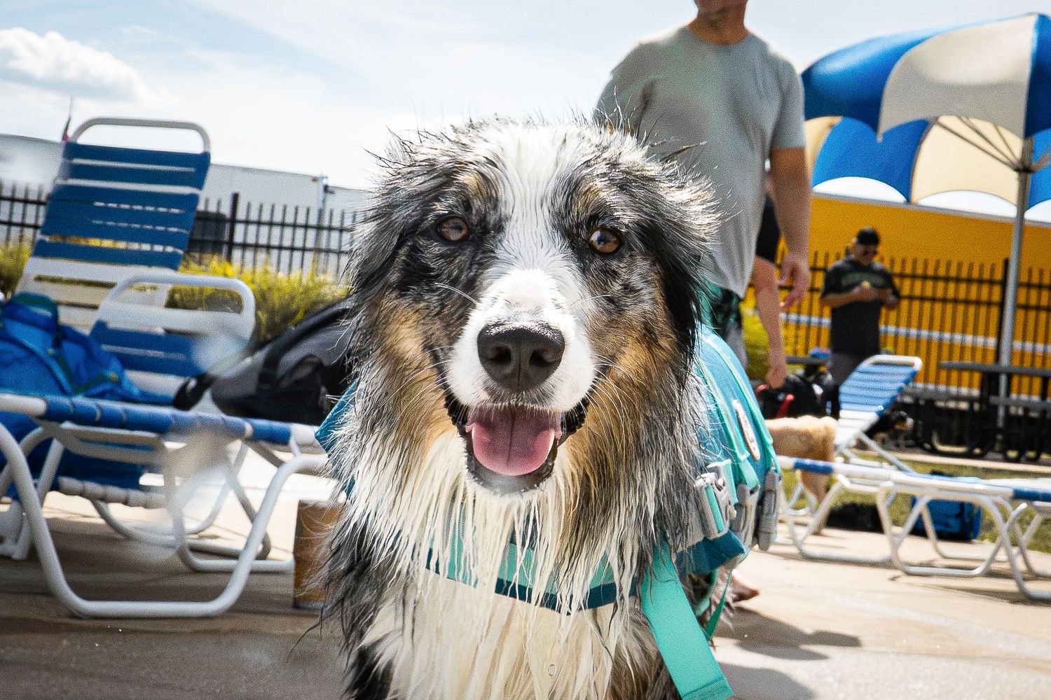 A happy wet Australian Shepherd dog wearing a life vest at an outdoor pool on a sunny day.