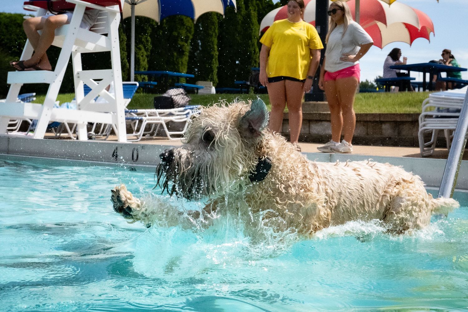 A fluffy dog energetically swims in an outdoor pool while people watch nearby.