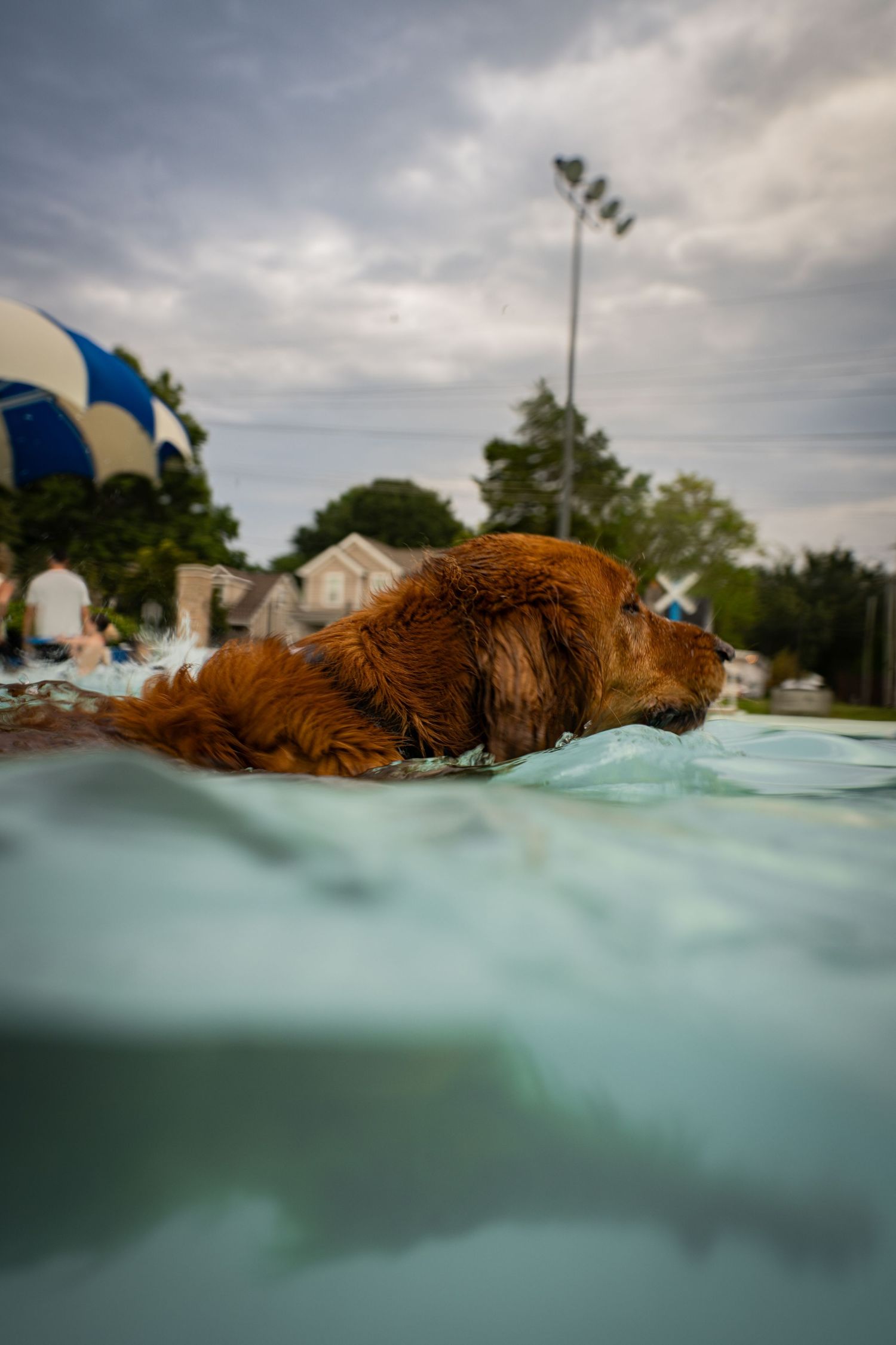 A wet golden retriever dog swimming in a light blue pool outdoors under a cloudy sky.