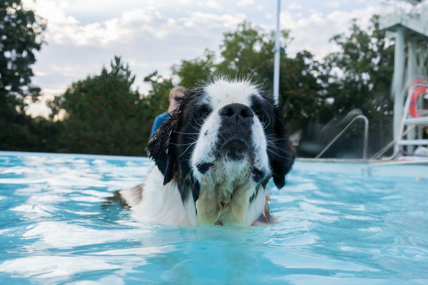 A wet Saint Bernard dog swimming in a bright blue outdoor pool with trees and cloudy sky in the background.