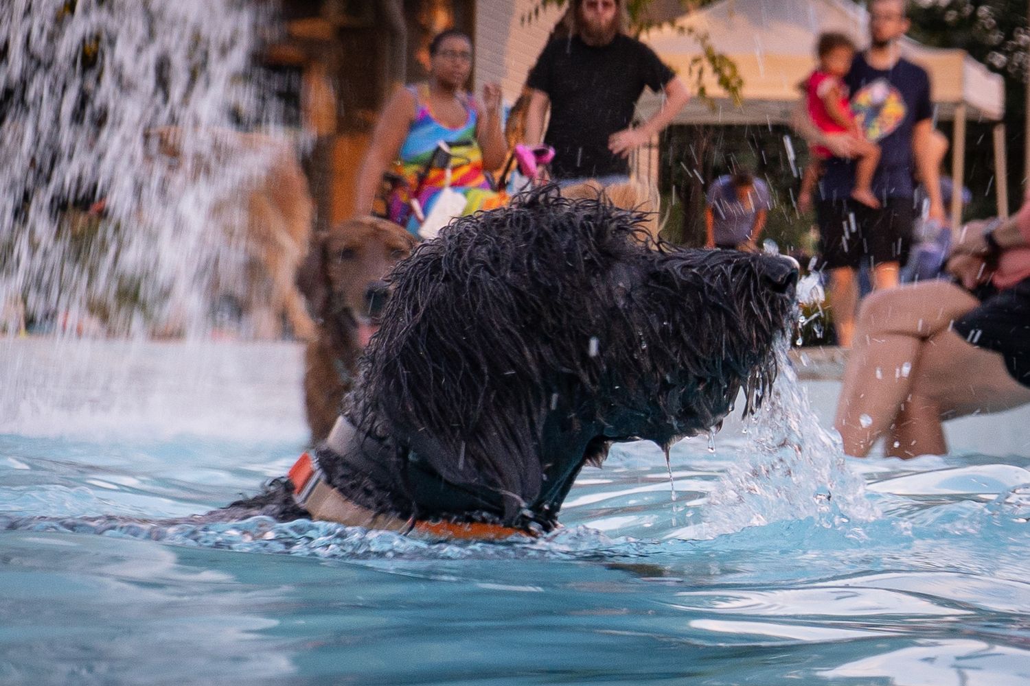 A wet shaggy dog splashes in a pool with a waterfall, surrounded by onlookers at an outdoor event.