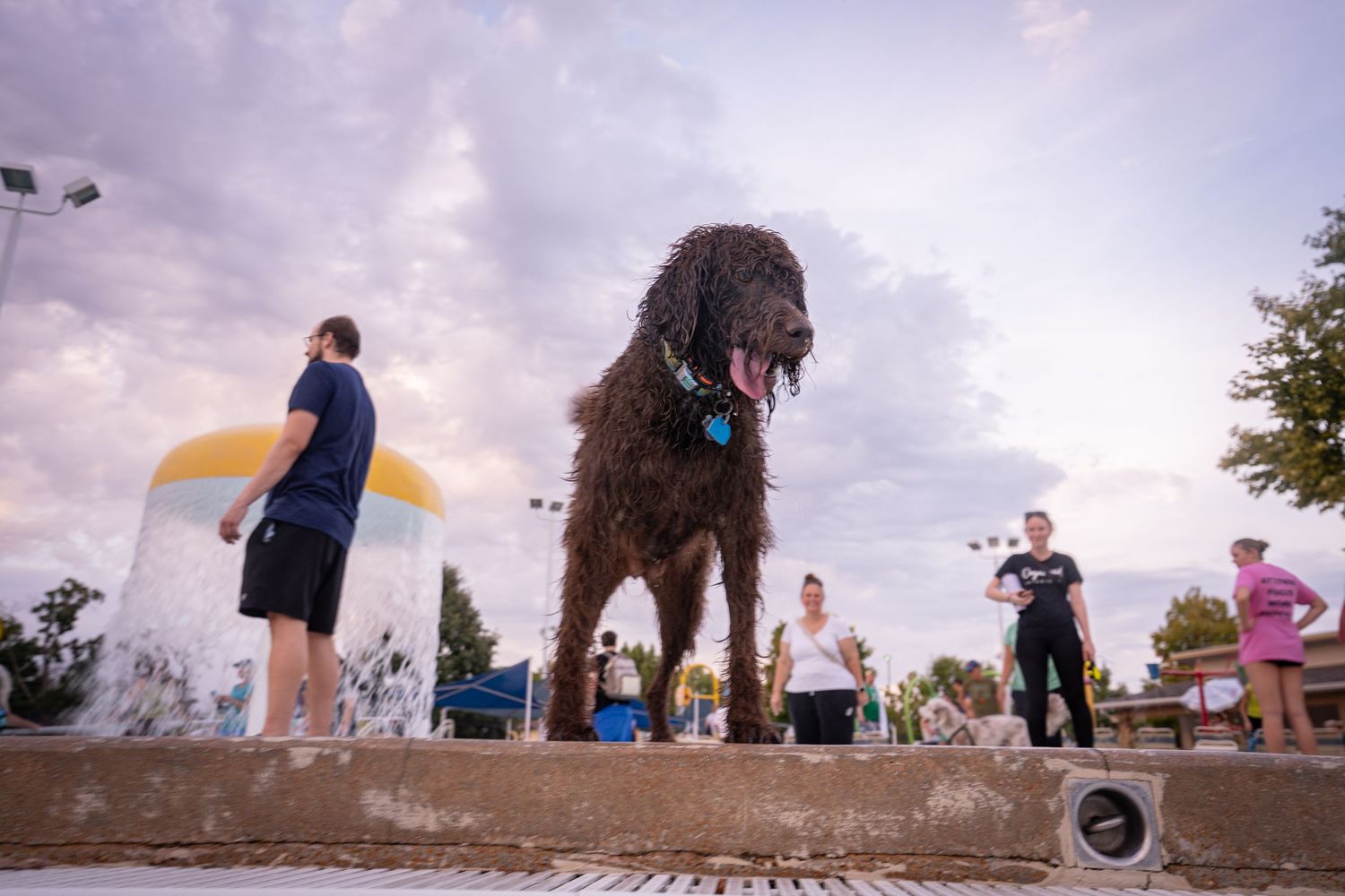 A wet curly brown dog stands at a splash pad park while people enjoy the outdoor water feature on a cloudy day.