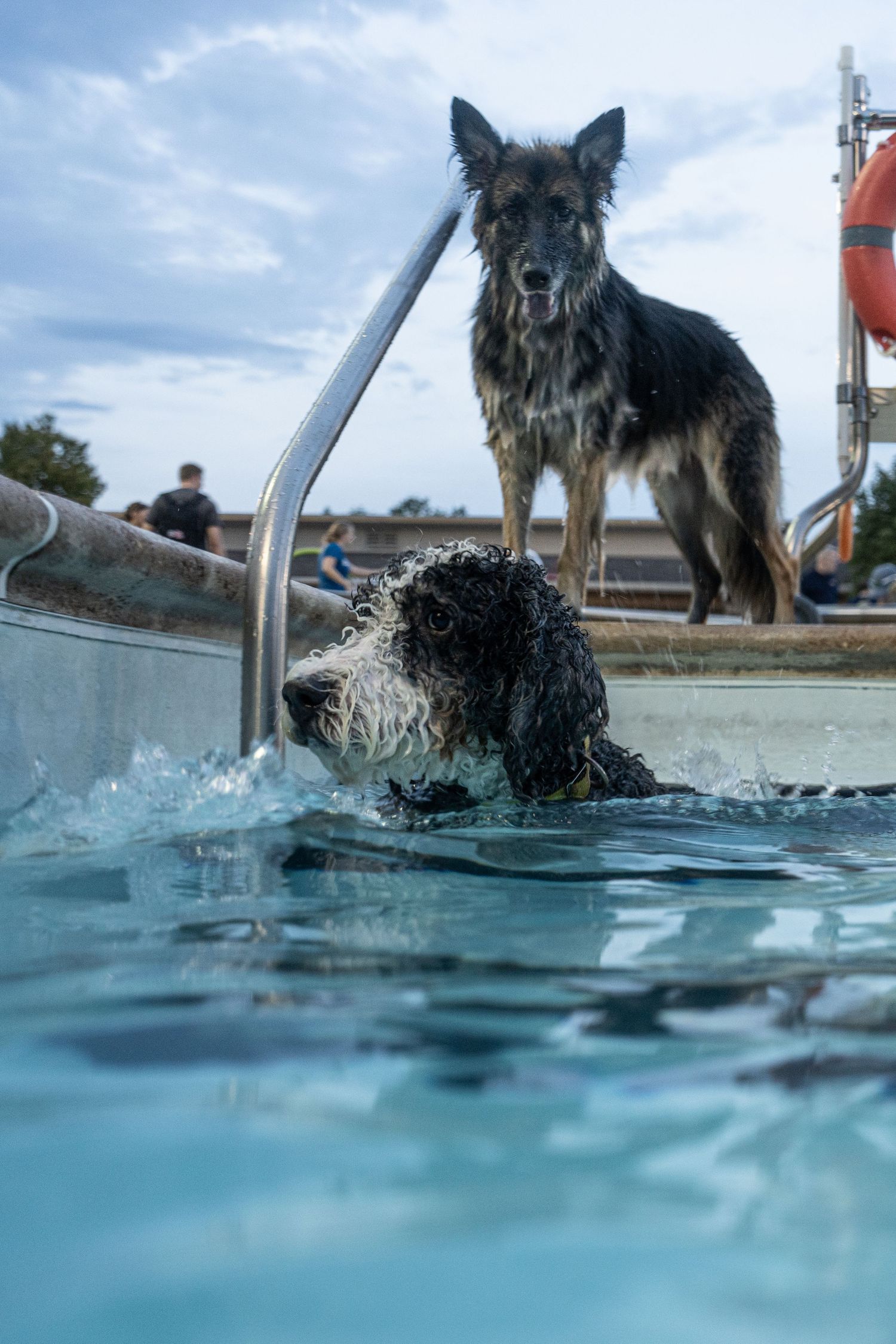 A wet dog swims in a pool while a German Shepherd stands watch on the pool steps under a cloudy sky.