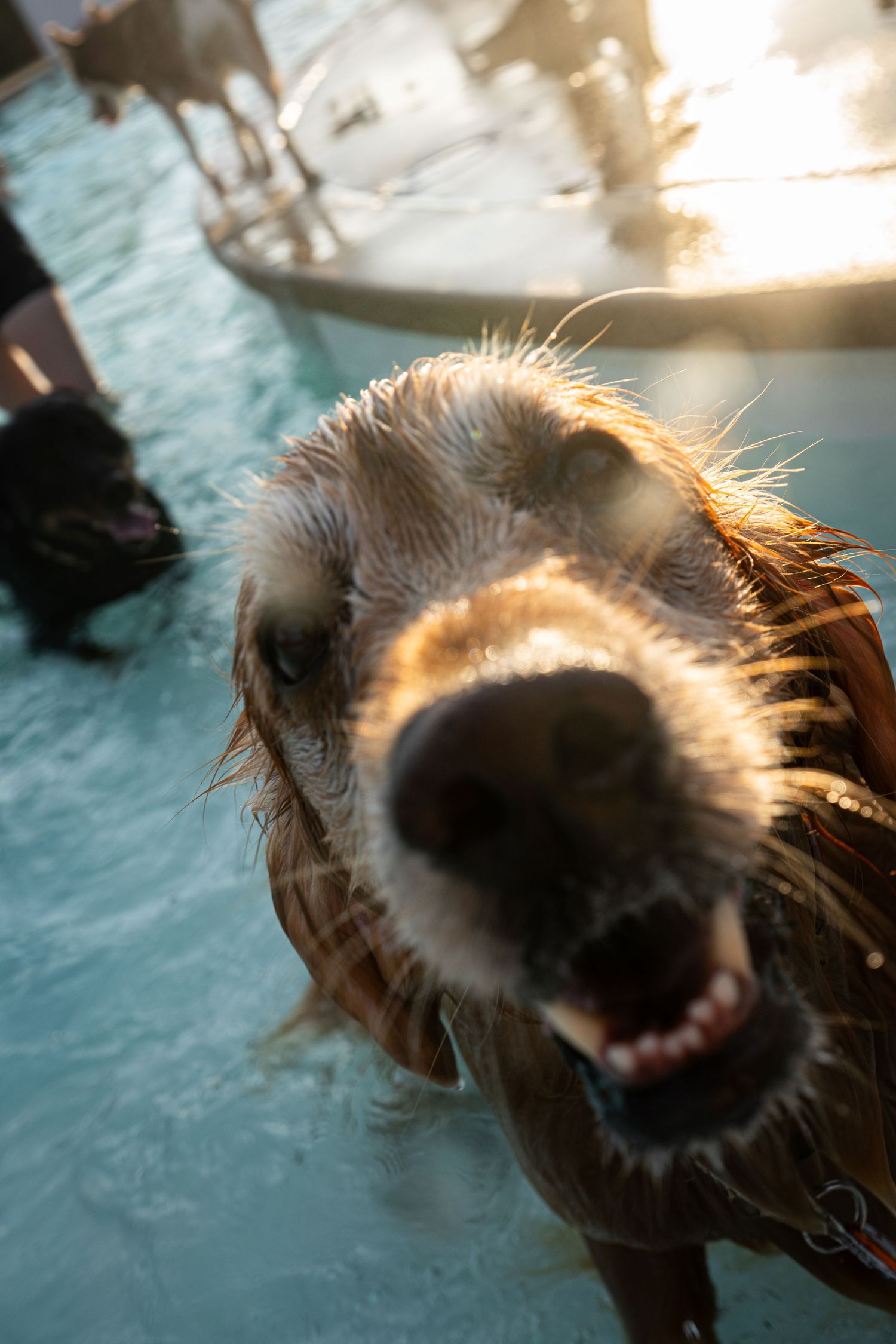 Wet golden retriever dog with open mouth close-up in a pool, backlit by warm sunset light.