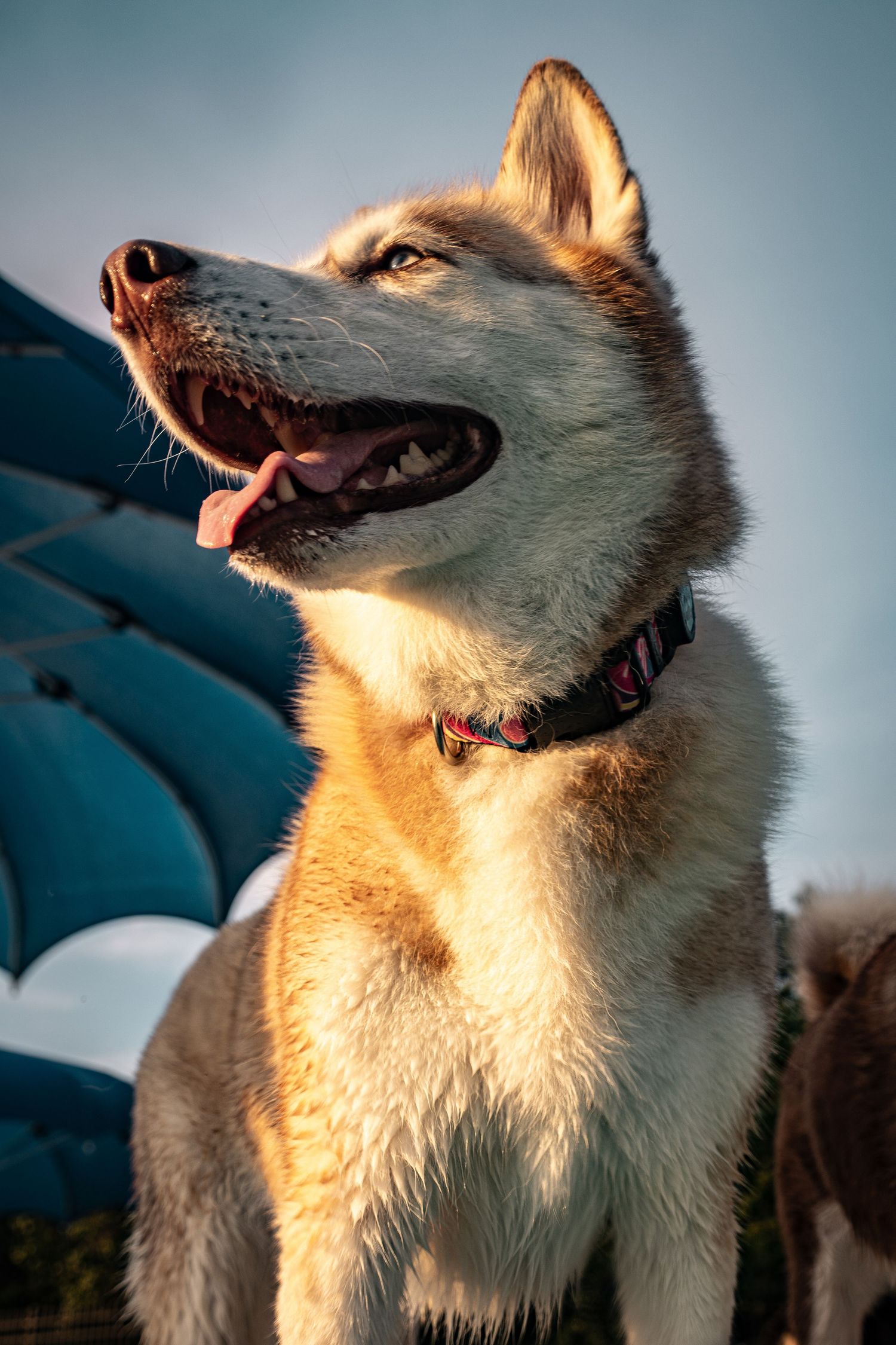 A golden-lit Siberian Husky with mouth open and tongue out, wearing a collar, sitting outdoors against a blue background.