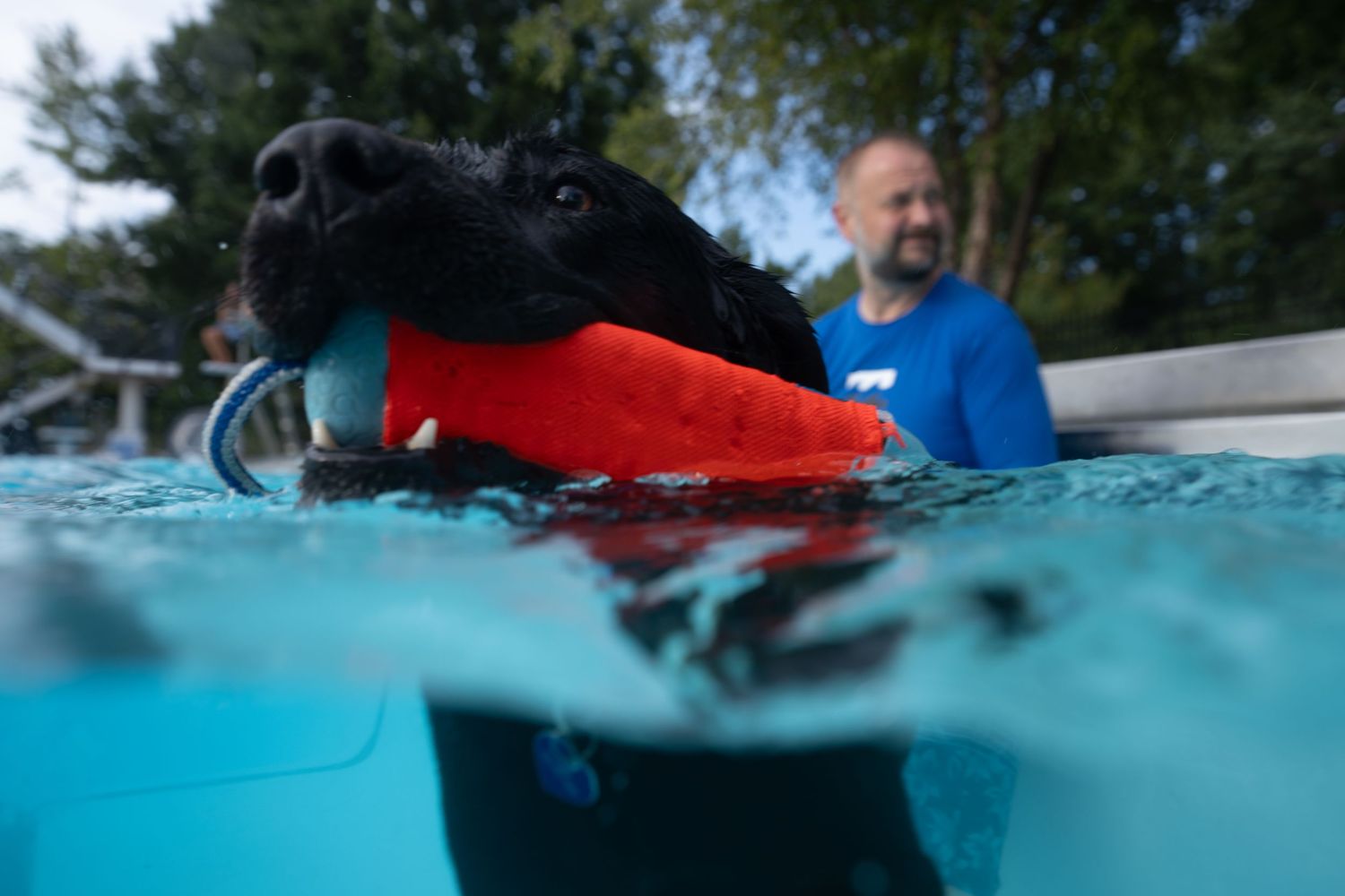 Black Labrador retrieves red toy while swimming in pool with man watching in background.