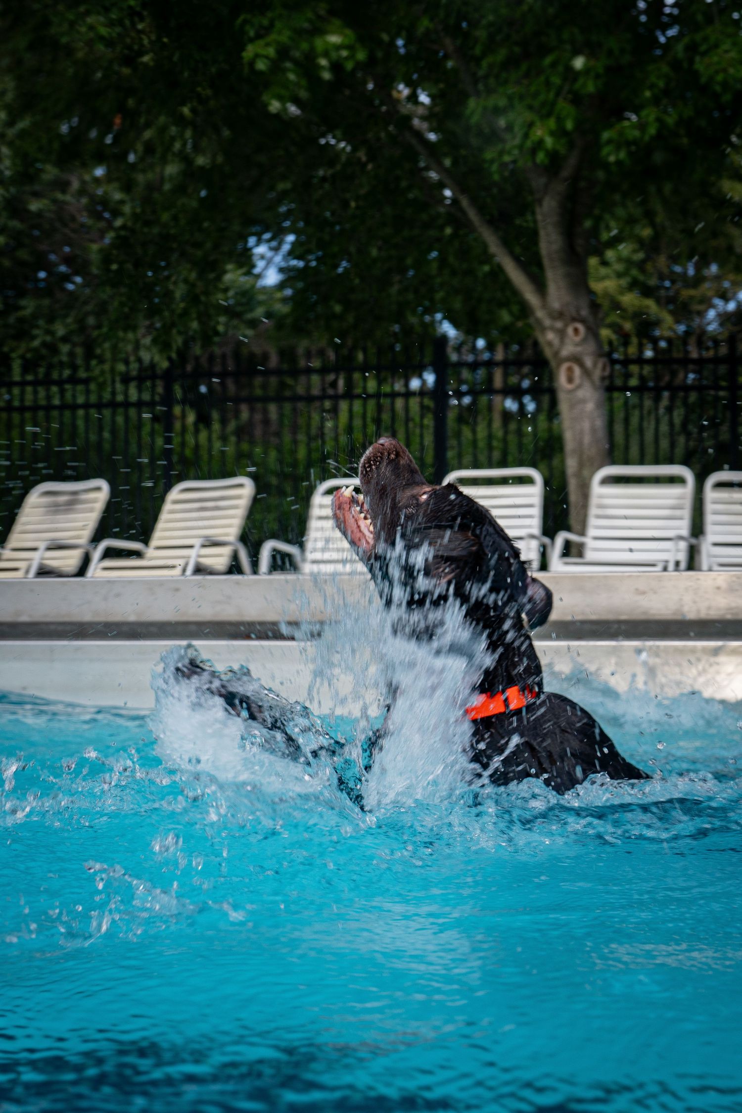Black dog splashing and playing in a bright blue swimming pool with lounge chairs and trees in the background.