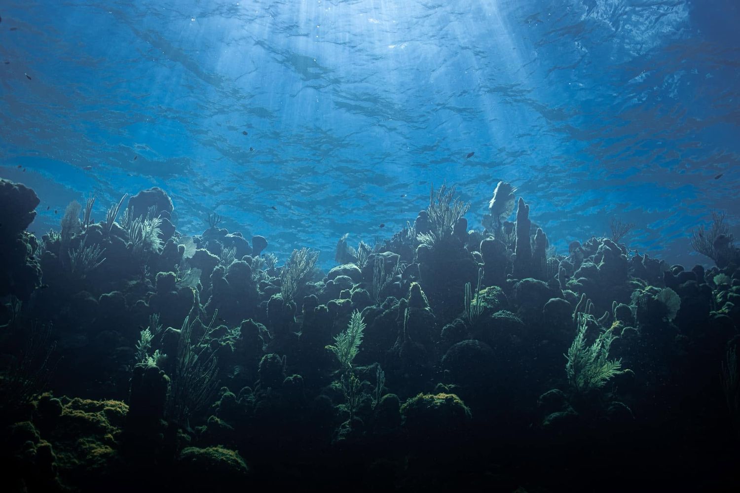 Sunlight filters through clear blue ocean water illuminating a vibrant coral reef below.