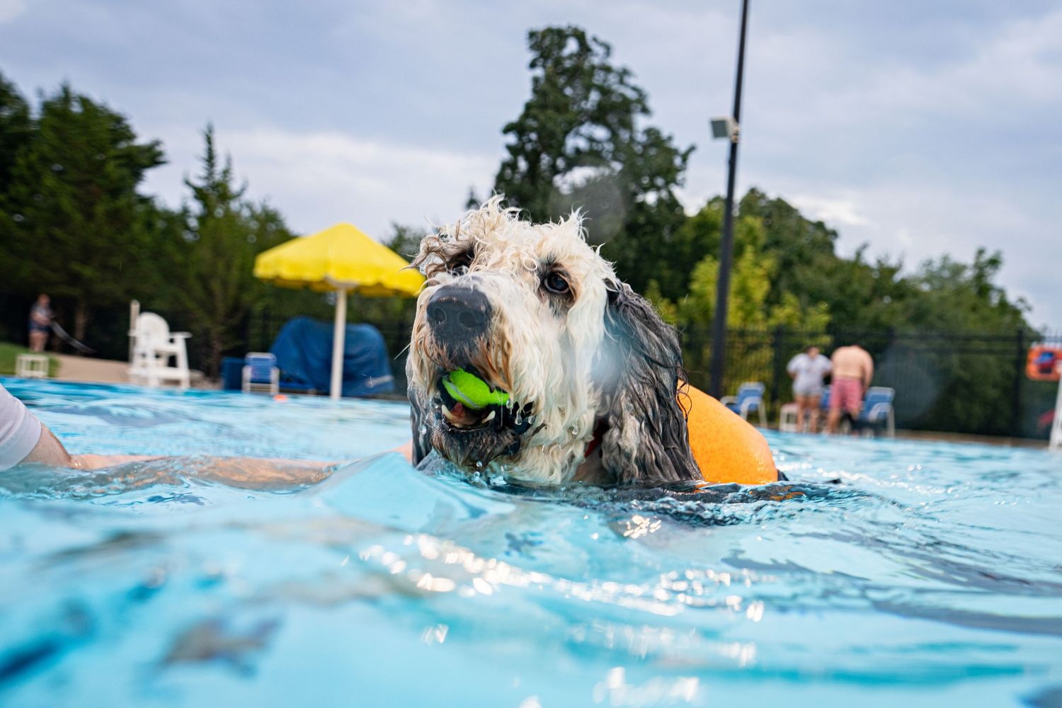 A wet dog swimming in a pool with a tennis ball in its mouth on a cloudy summer day.
