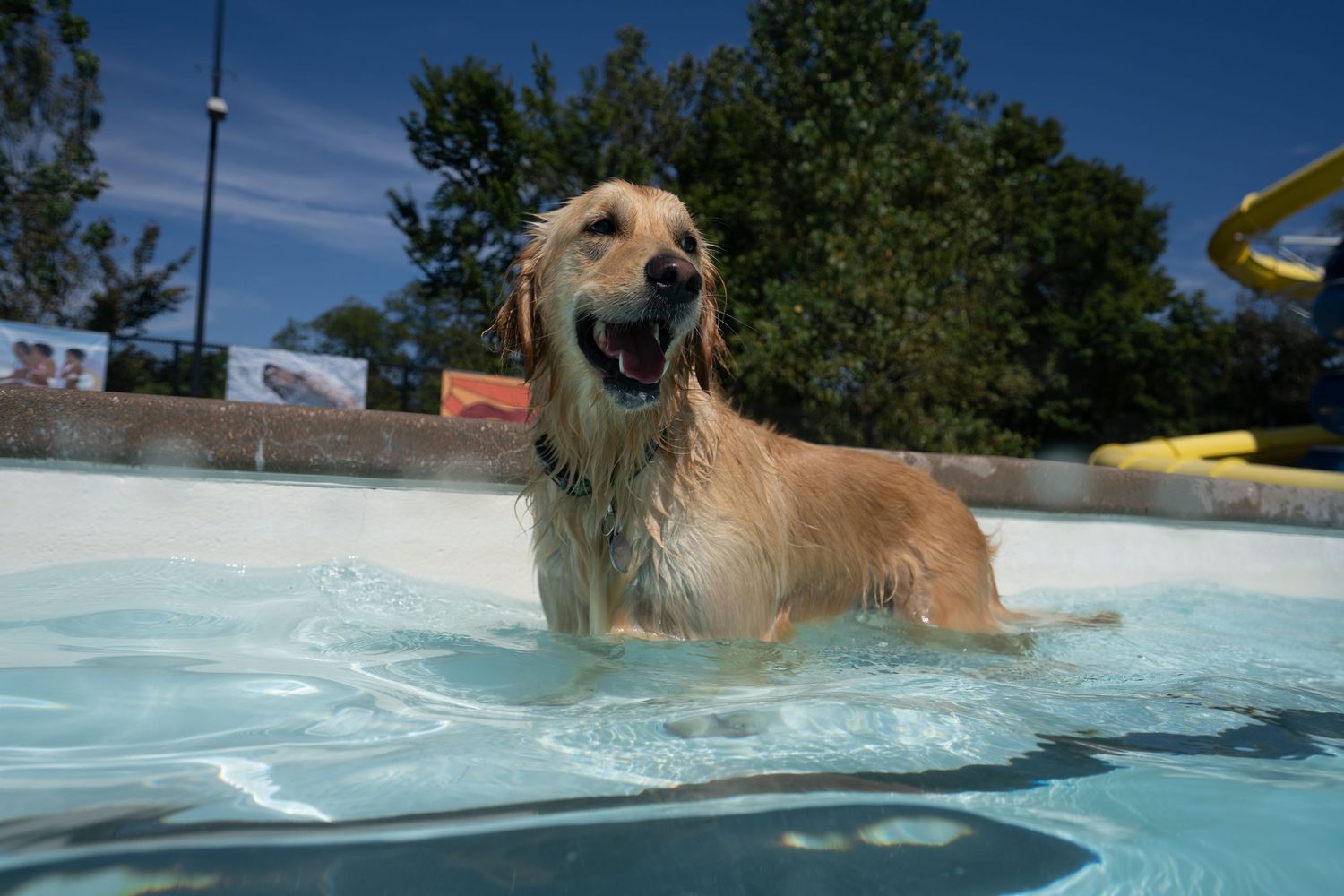 Happy golden retriever standing in a shallow swimming pool on a bright sunny day with a yellow slide.