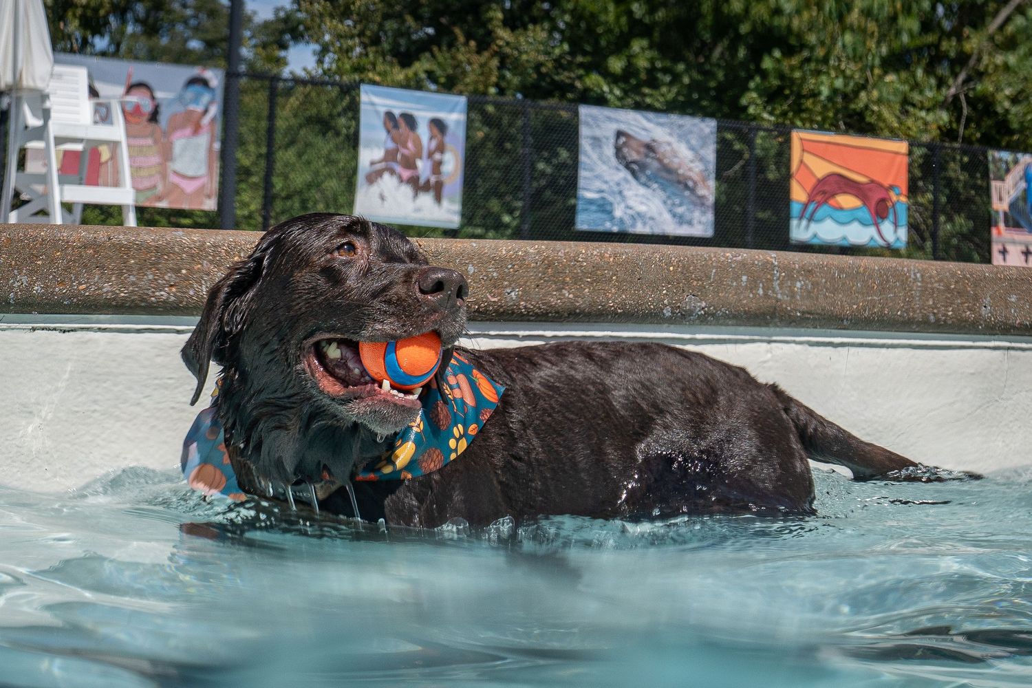 Two chocolate Labradors swimming in a pool, one holding an orange ball in its mouth during a dog swim event.