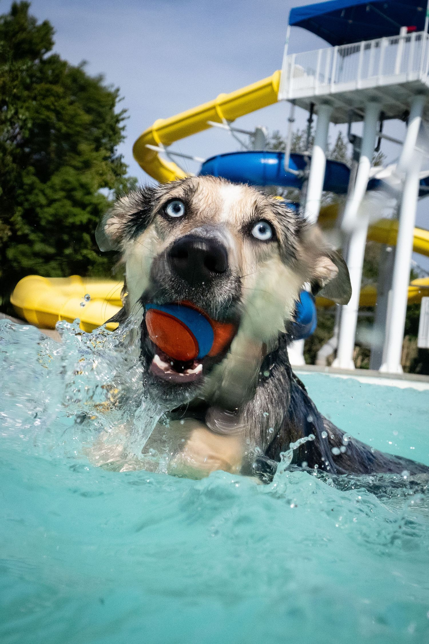 A husky dog with blue eyes swimming in a pool with a red and blue ball in its mouth near water slides.