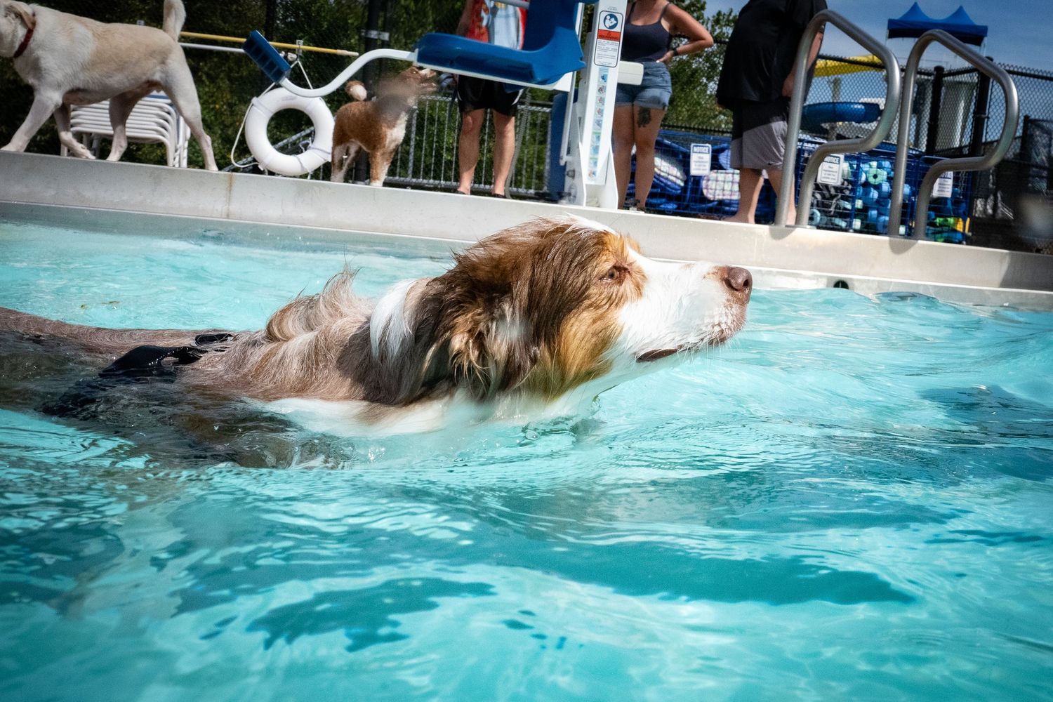 An Australian Shepherd dog swimming in a clear blue outdoor pool on a sunny day.