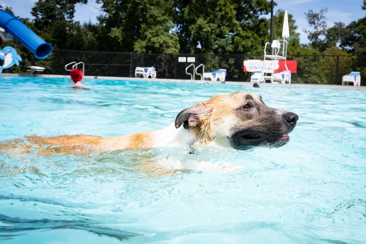 Golden retriever swimming through a blue pool with mouth open at an outdoor dog swim event.