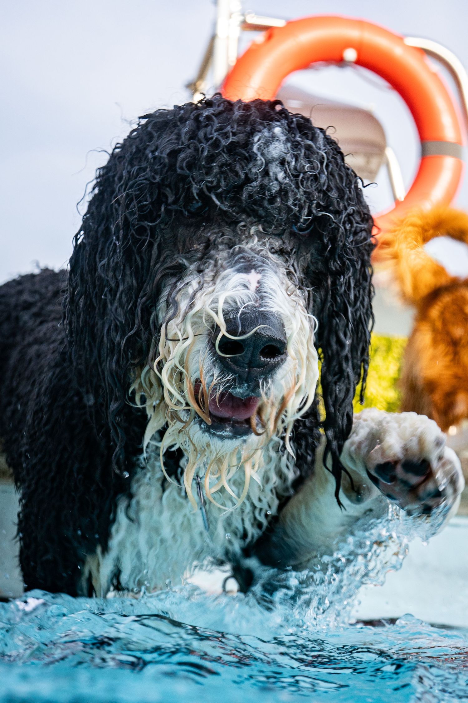 Wet curly black and white dog splashing in a pool with a life preserver behind it.