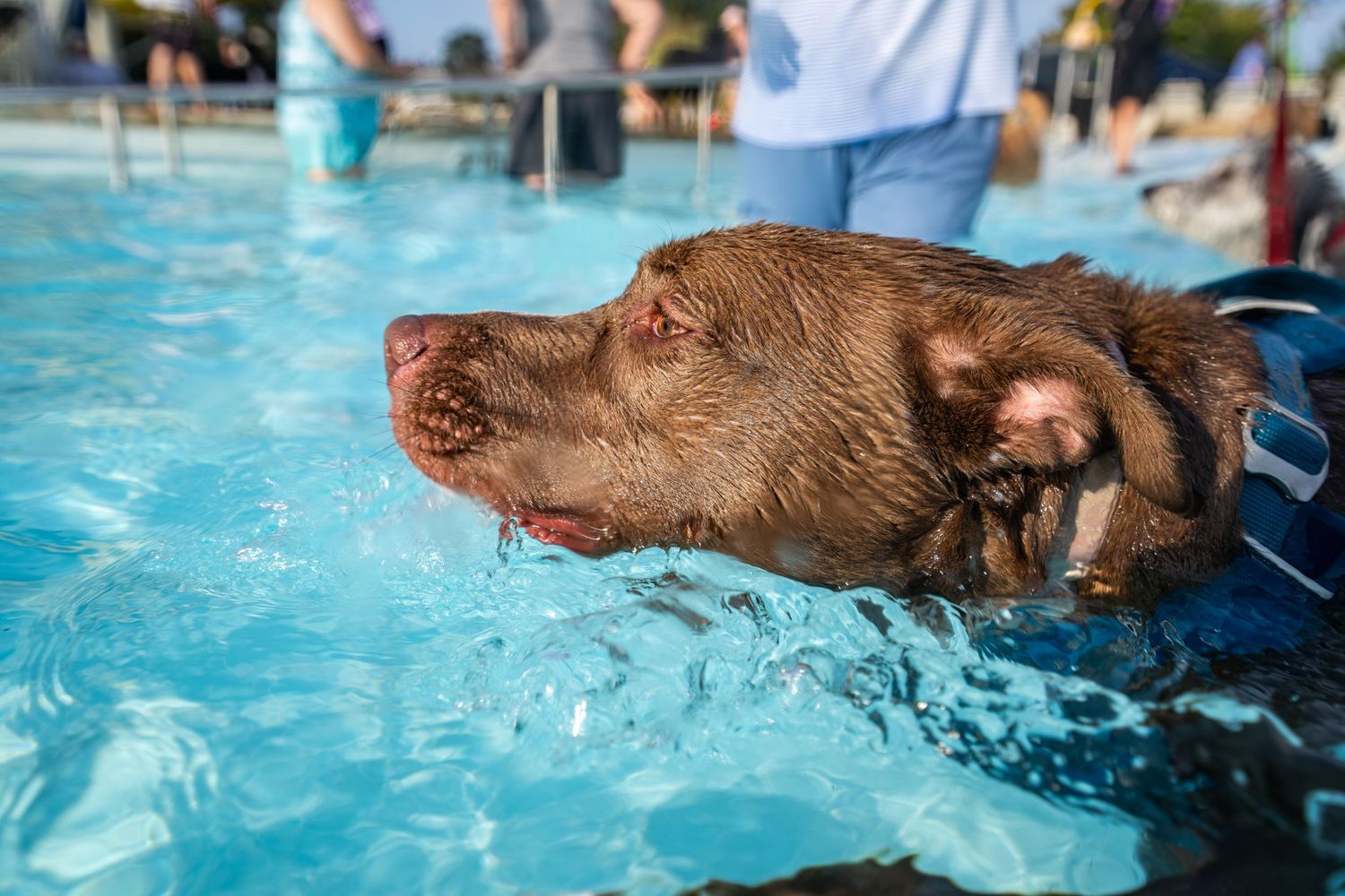 A chocolate Labrador dog swimming in a bright blue outdoor pool wearing a collar.