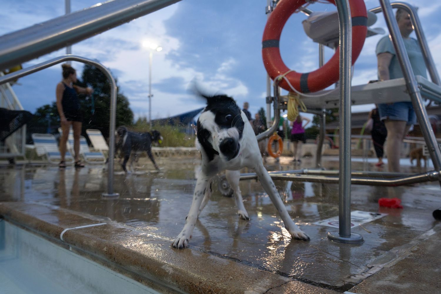 A wet black and white dog shakes off water at the edge of an outdoor swimming pool with people and another dog nearby.